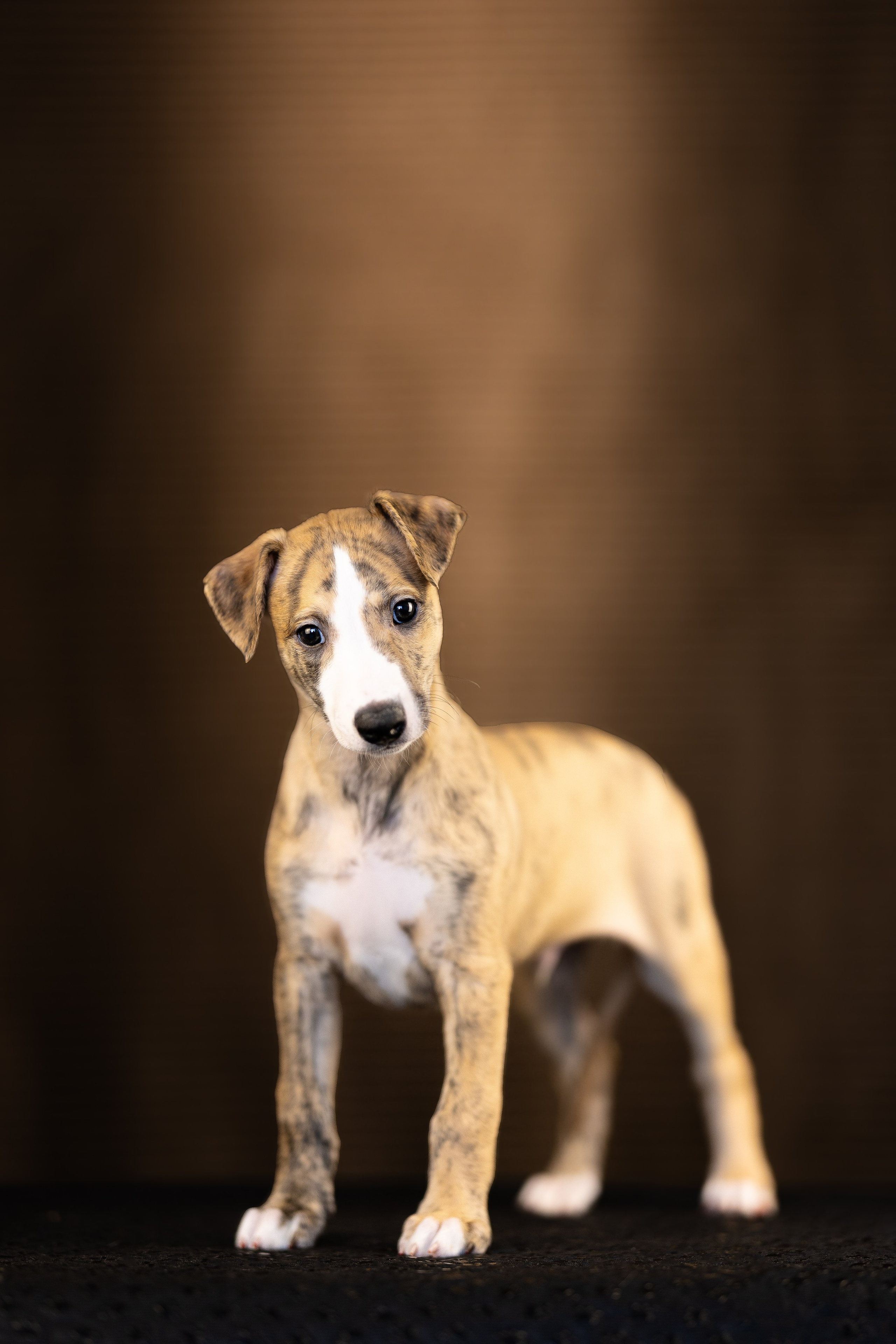 Уиппет. Фотограф и видеограф анималист Аганина Дарья