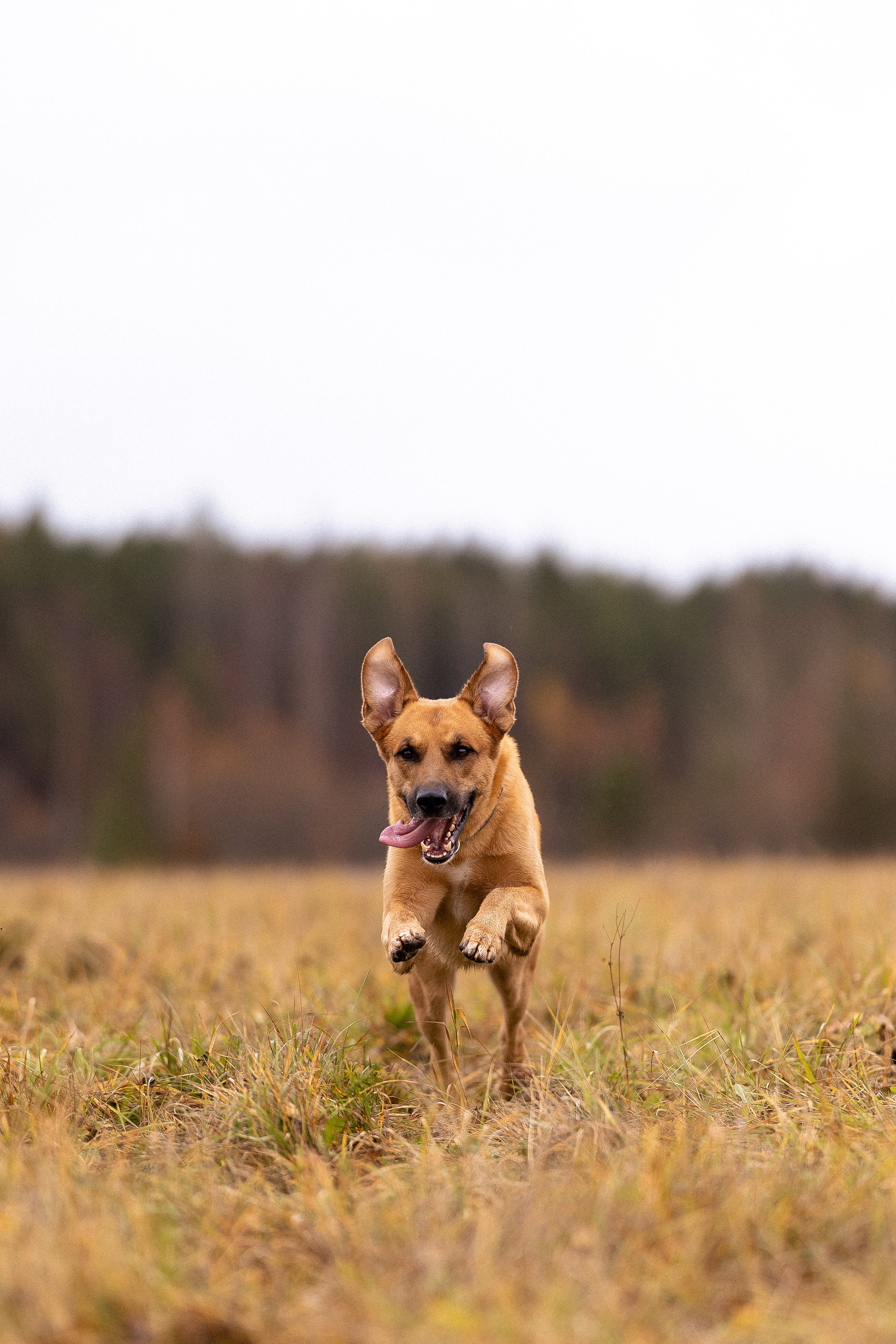 Karelia. Фотограф и видеограф анималист Аганина Дарья