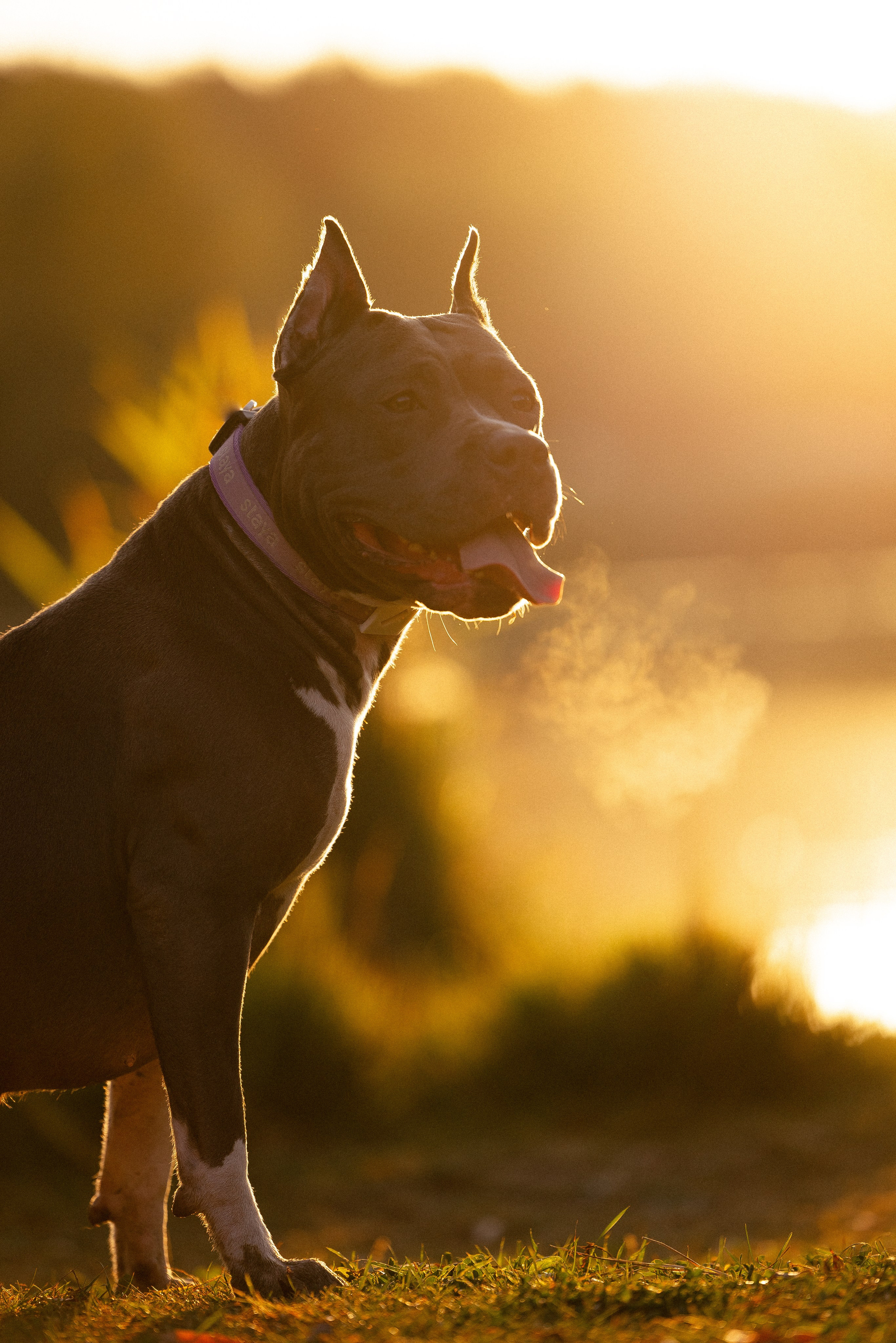 Катя, Леша, Лея и Трой. Фотограф и видеограф анималист Аганина Дарья