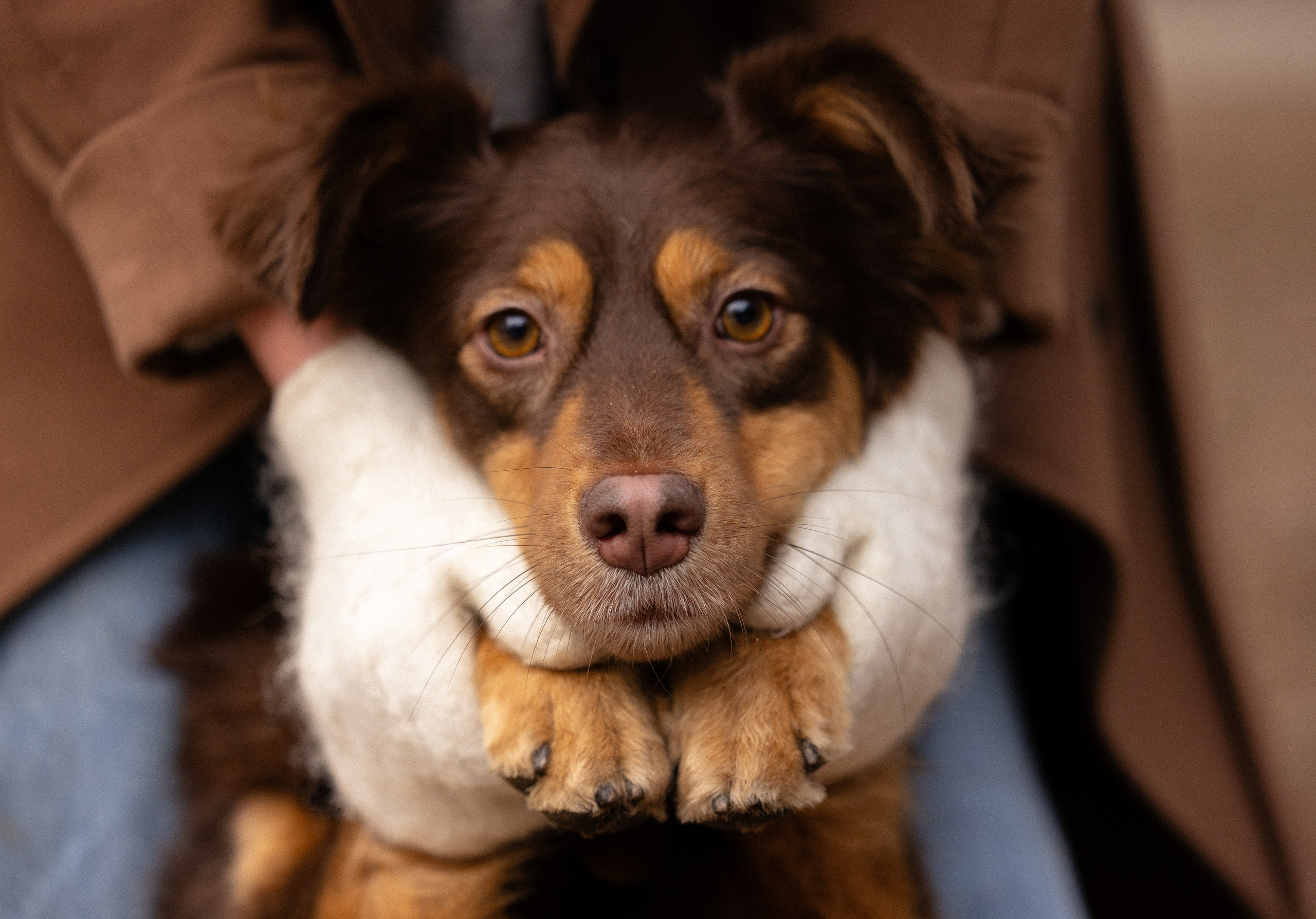 Катя и Мёд. Фотограф и видеограф анималист Аганина Дарья