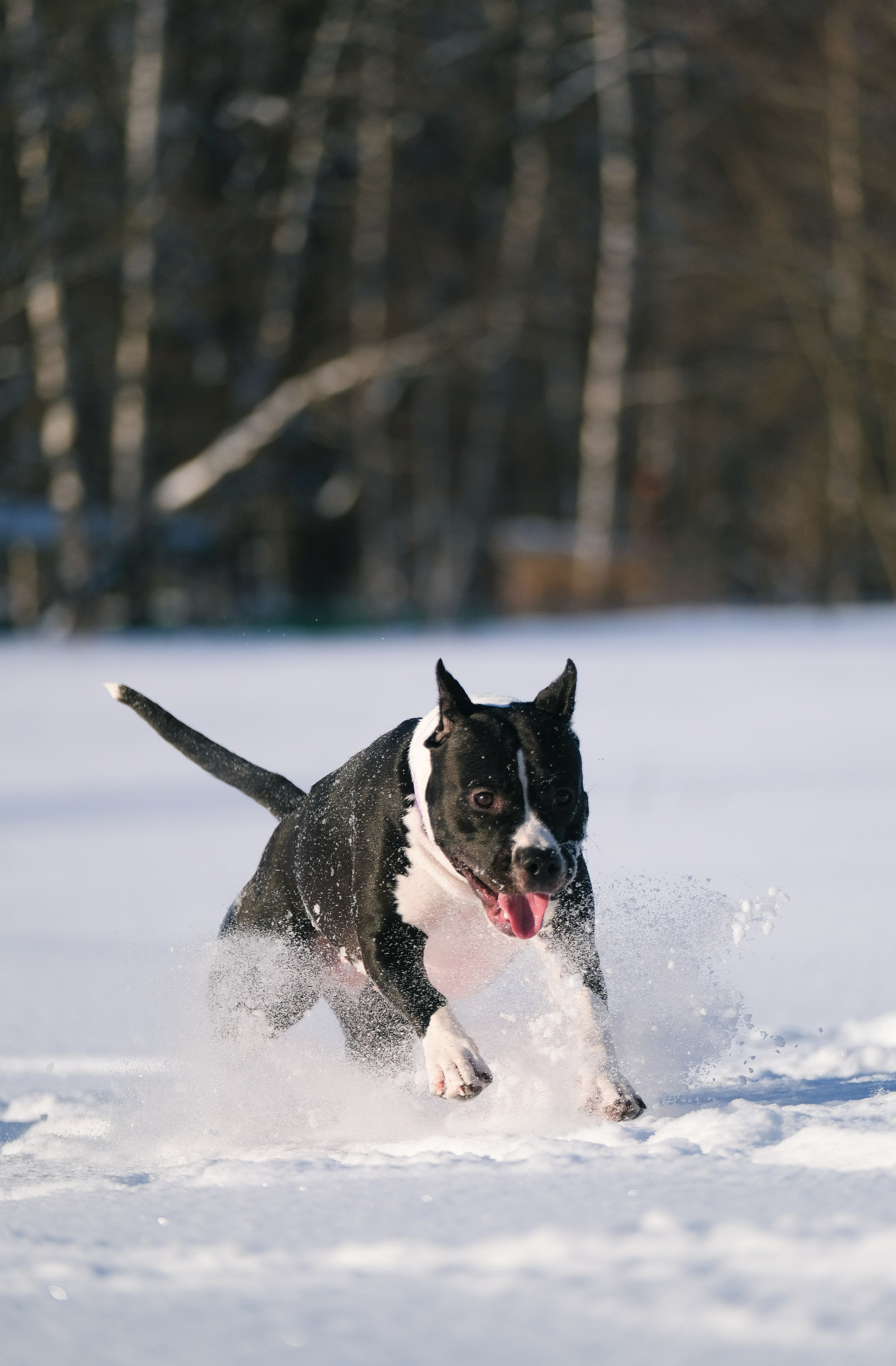 Баста и Эйгон. Фотограф и видеограф анималист Аганина Дарья