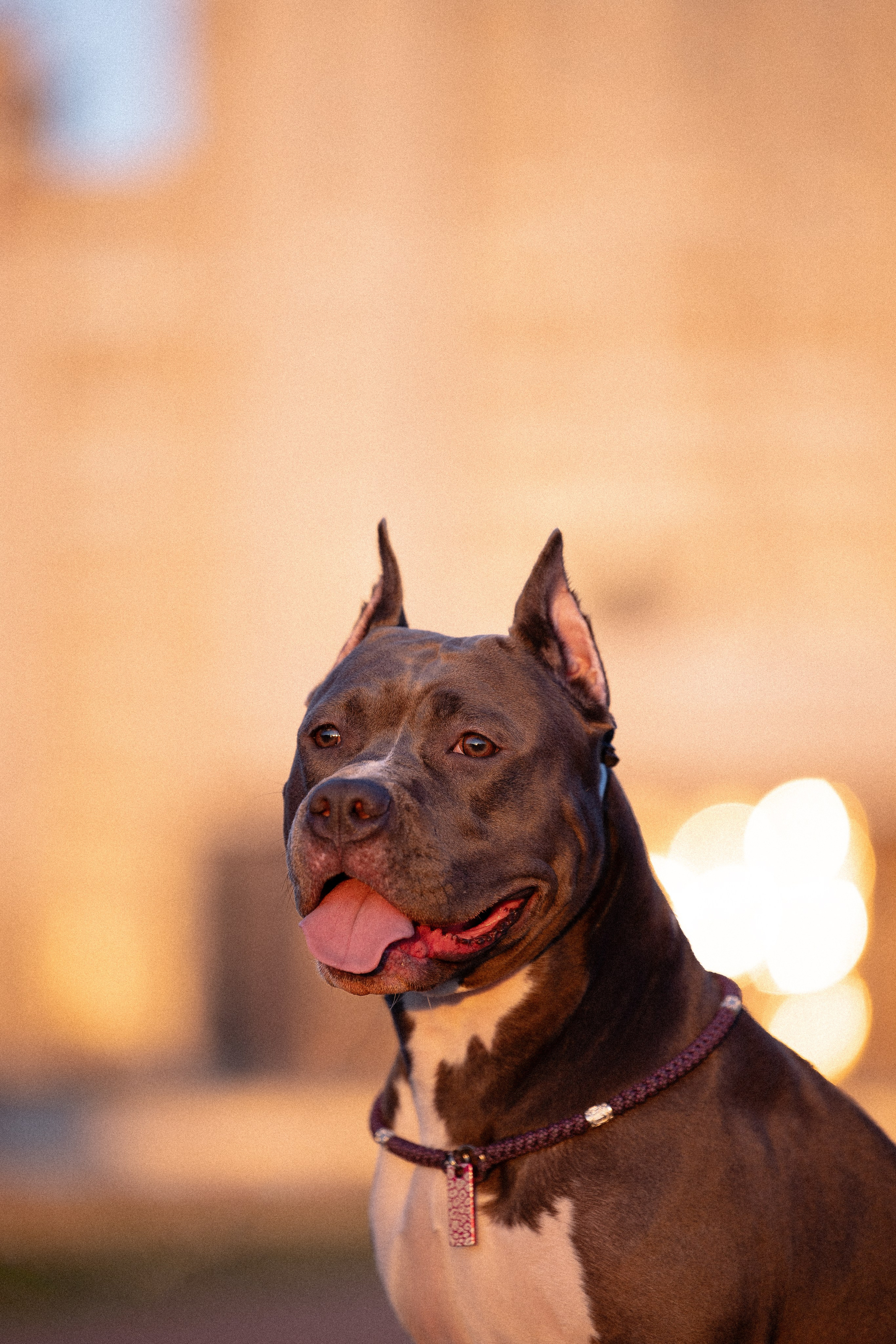 Катя, Леша, Лея и Трой. Фотограф и видеограф анималист Аганина Дарья