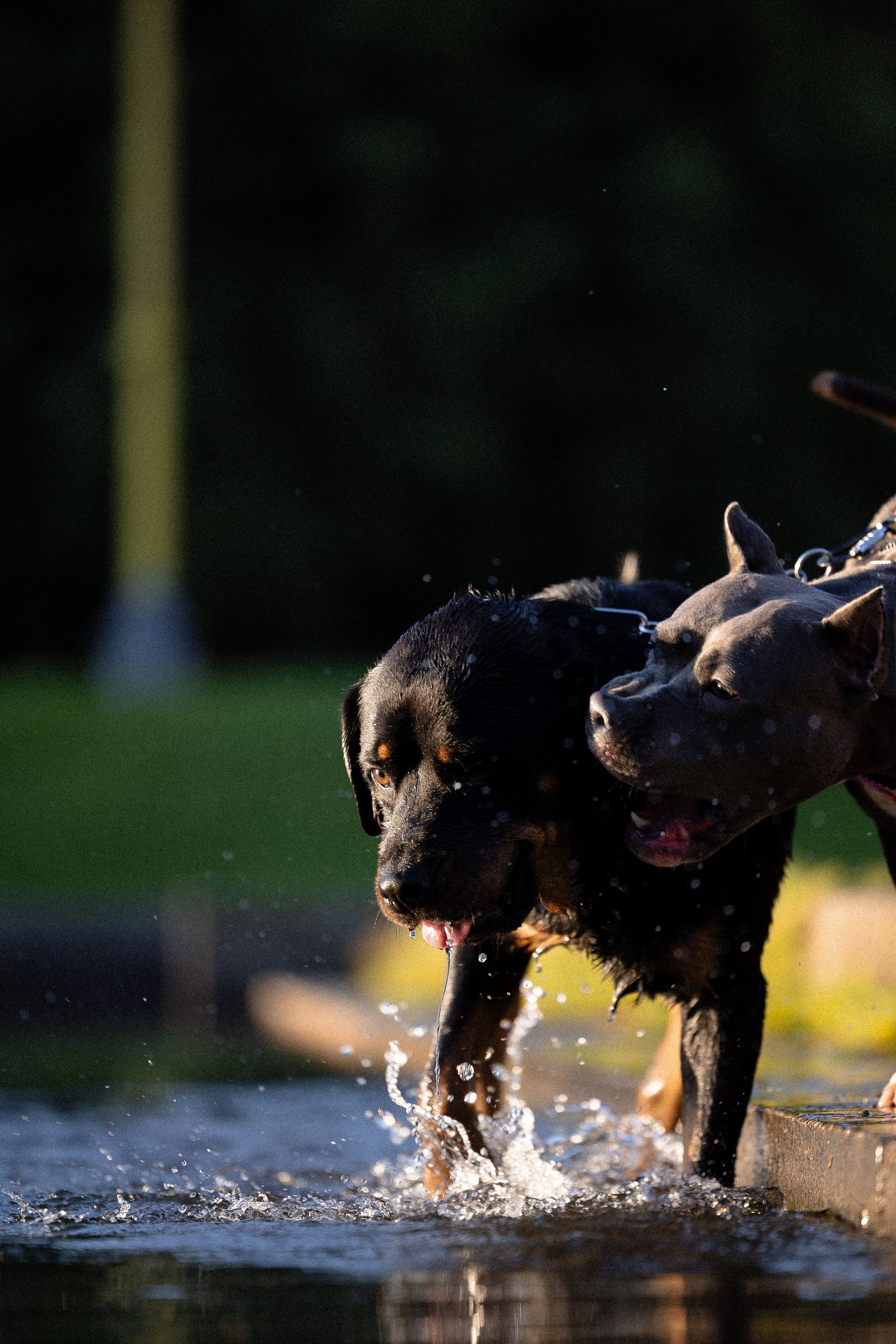 Катя, Леша, Лея и Трой. Фотограф и видеограф анималист Аганина Дарья