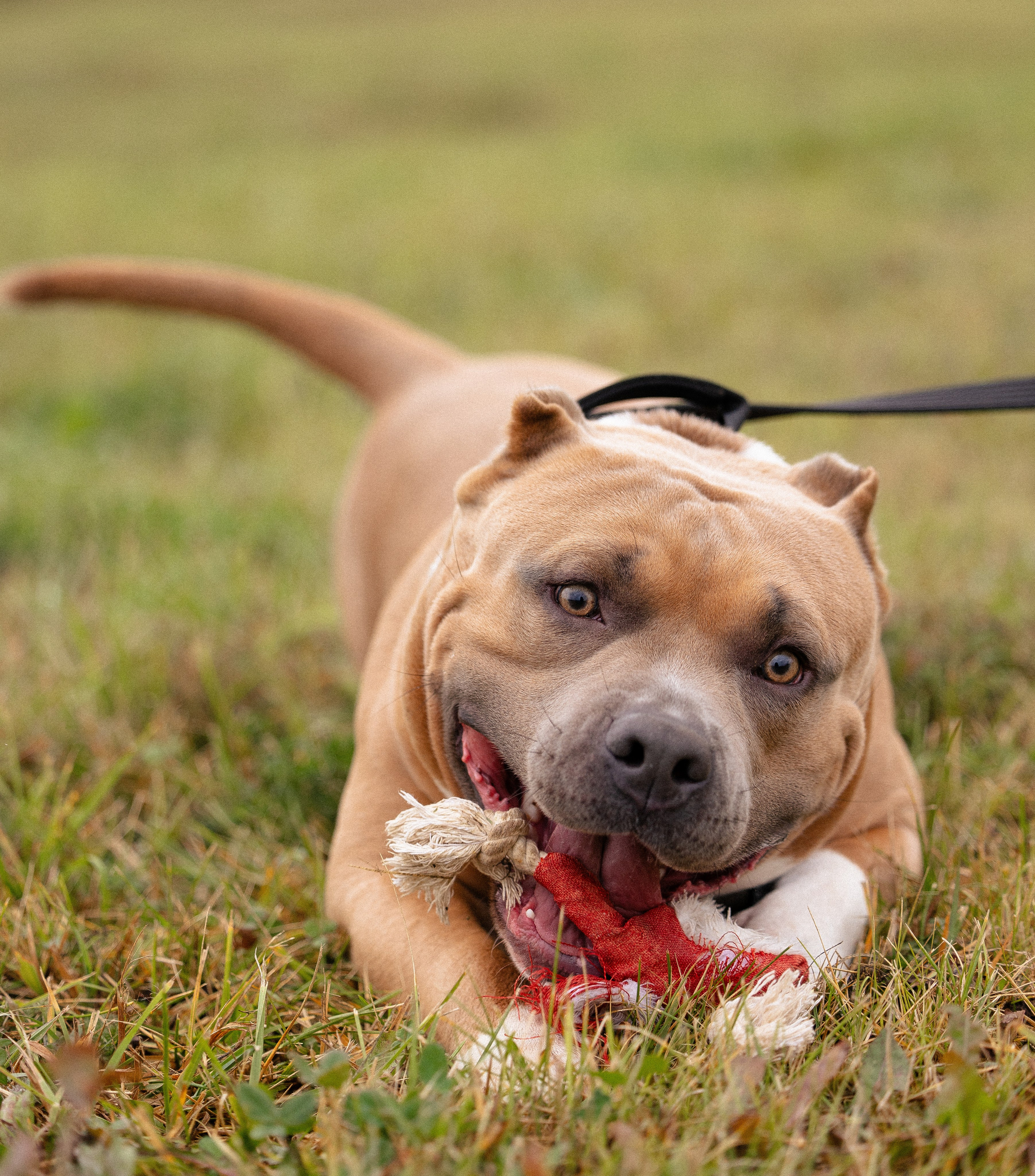 Алена и Тор. Фотограф и видеограф анималист Аганина Дарья