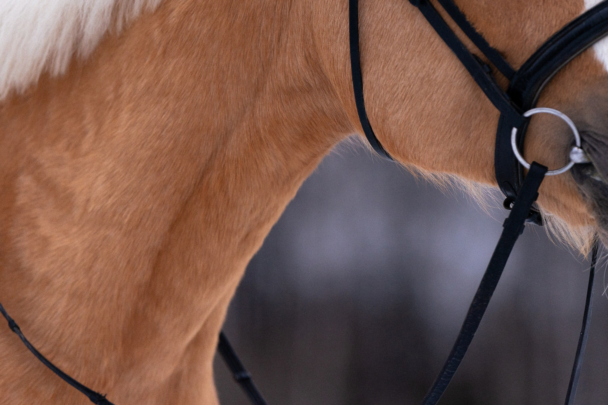 Бейкер. Фотограф и видеограф анималист Аганина Дарья