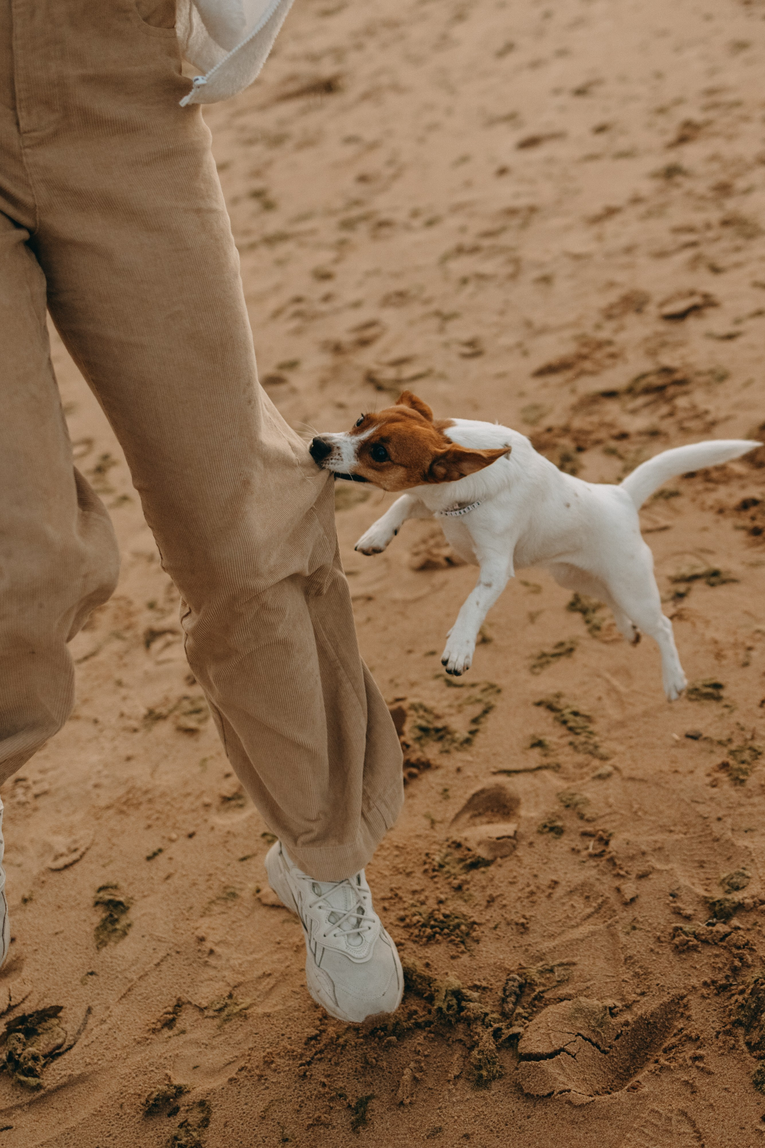 Лея и ее семья. Фотограф — Анималист | Санкт-Петербург