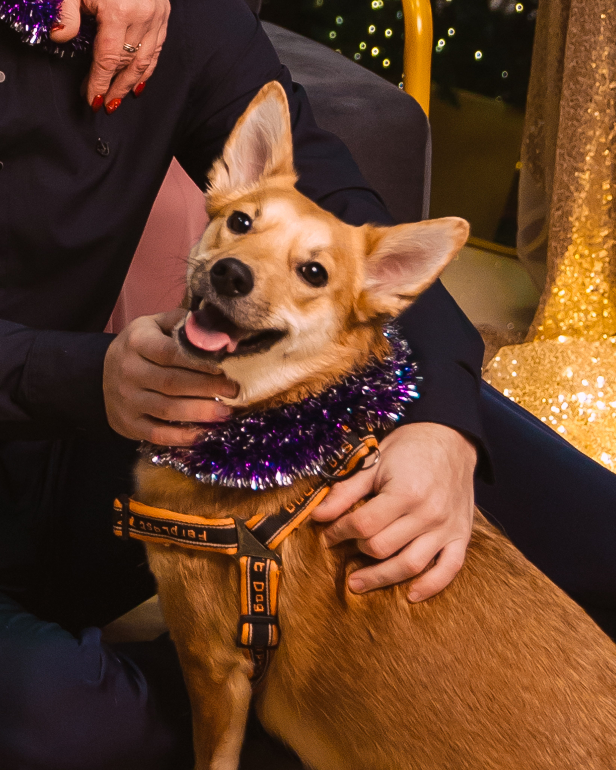Семейный портрет. Новый год. Фотограф во Владивостоке. Юрганова Анна