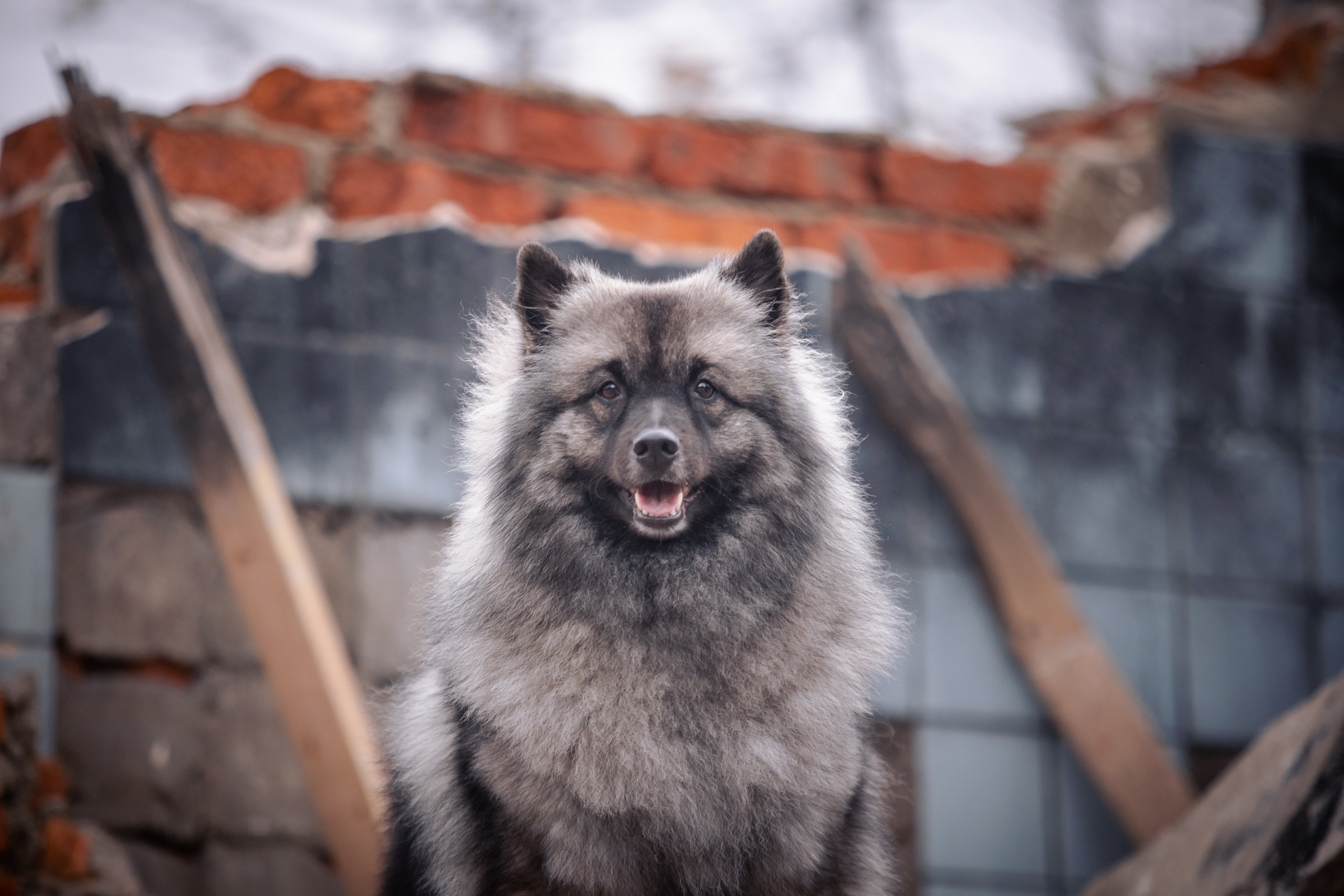 Фотосессии. Фотограф Ирина Астор