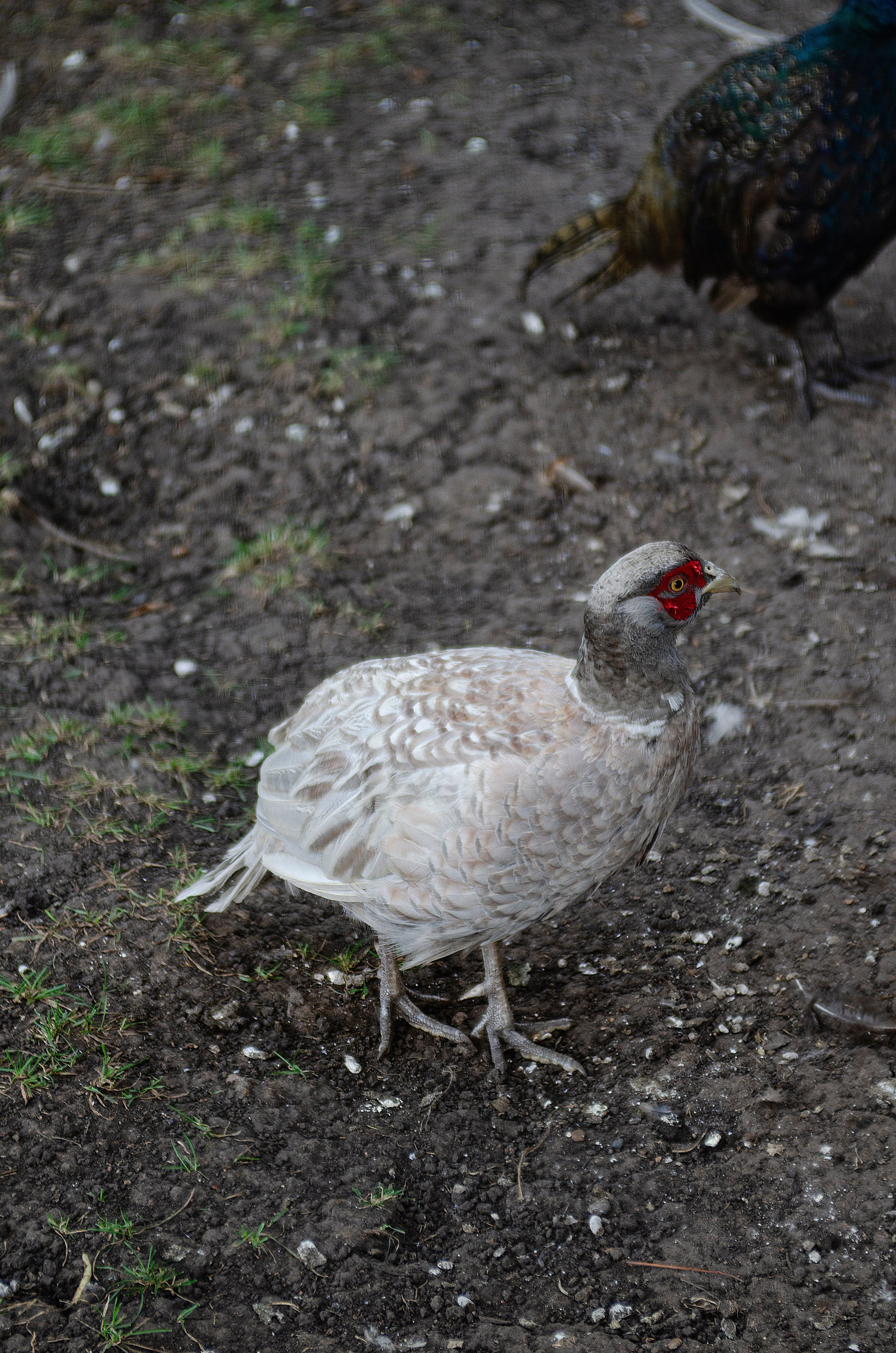 Птицы.Животные. Sreda fotoArt