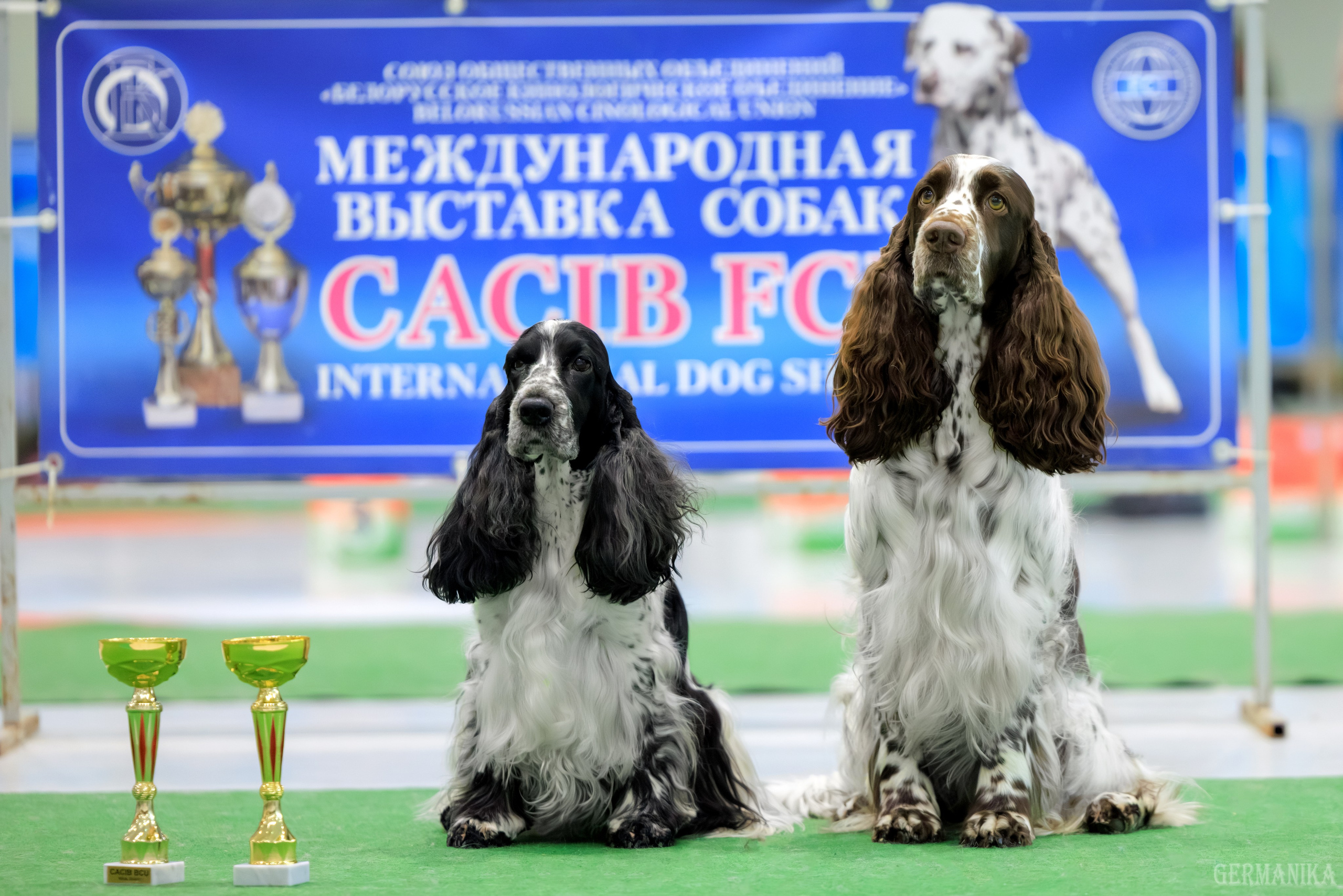 Минск 24-25.02.2024. Фотограф-анималист Юлия Германика
