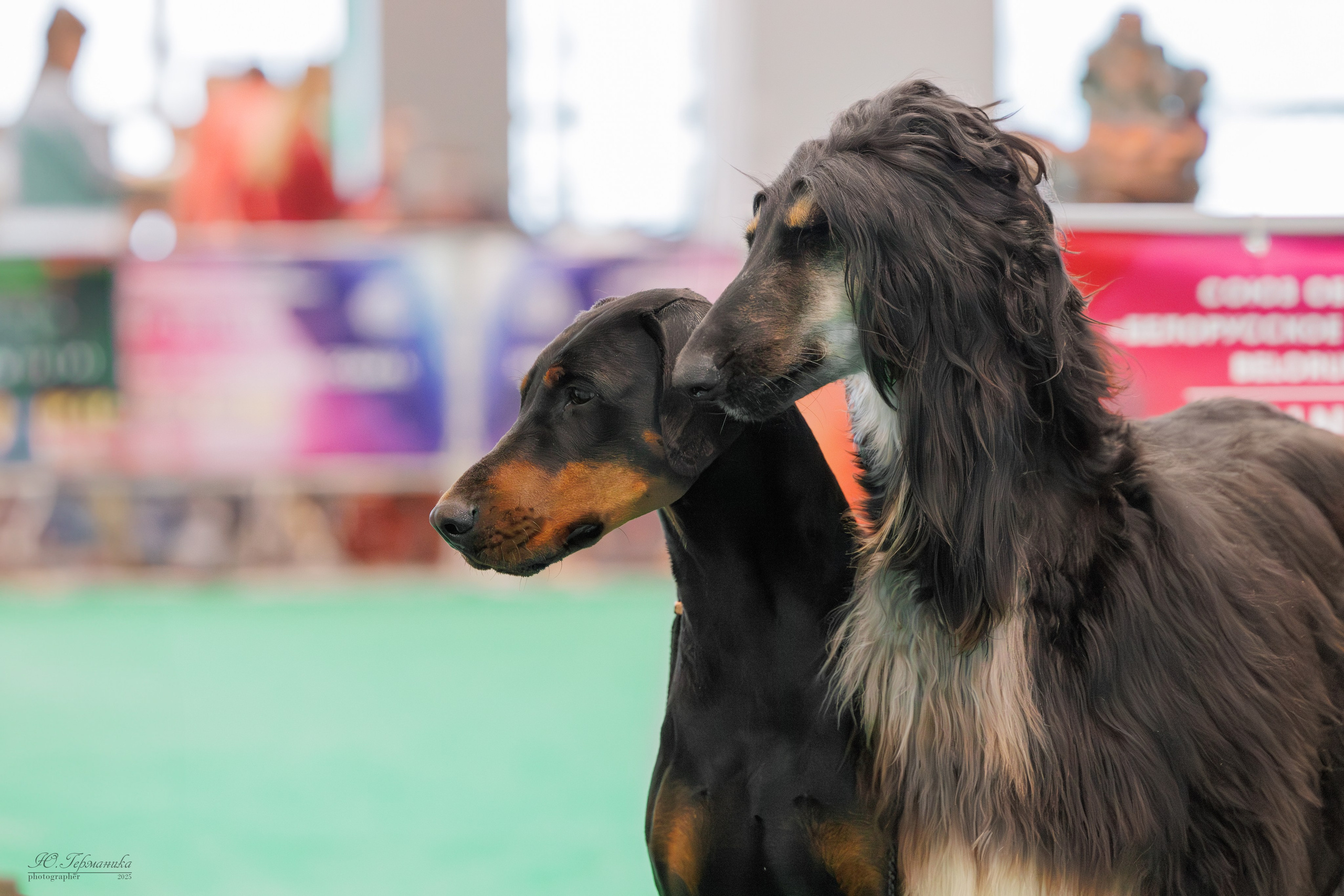 Минск 1-2.03.2025. Фотограф-анималист Юлия Германика