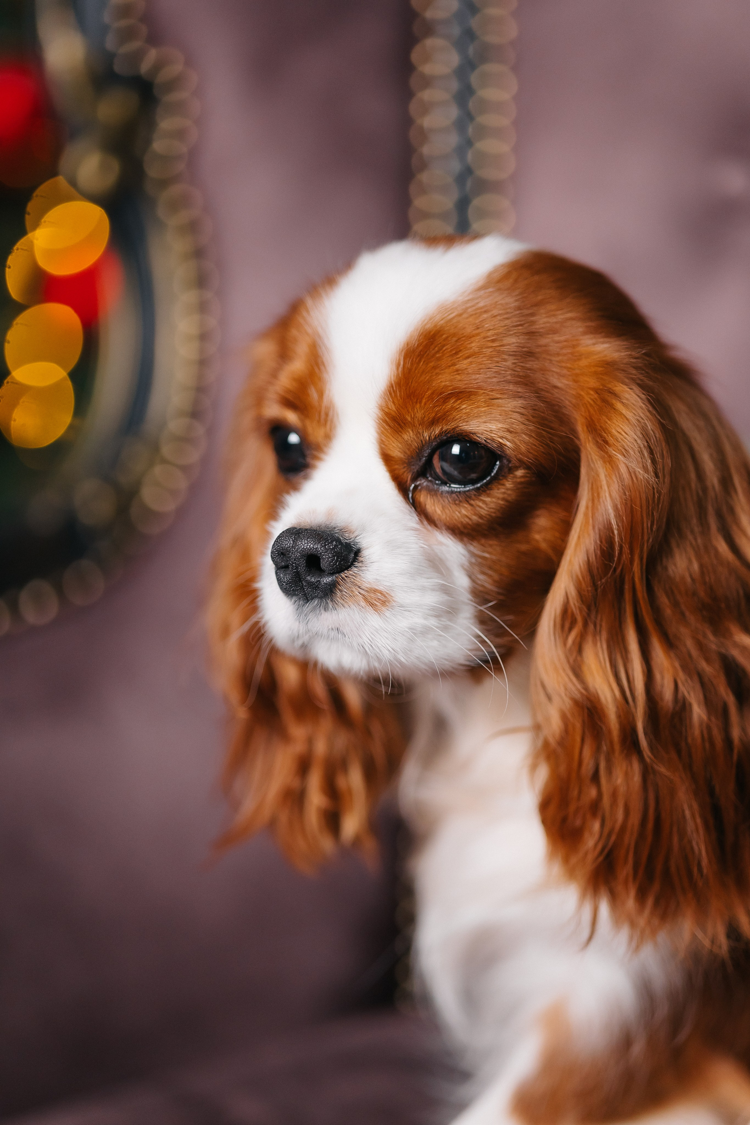 Макс с Оскаром. СЕМЕЙНЫЙ ФОТОГРАФ В САРАТОВЕ