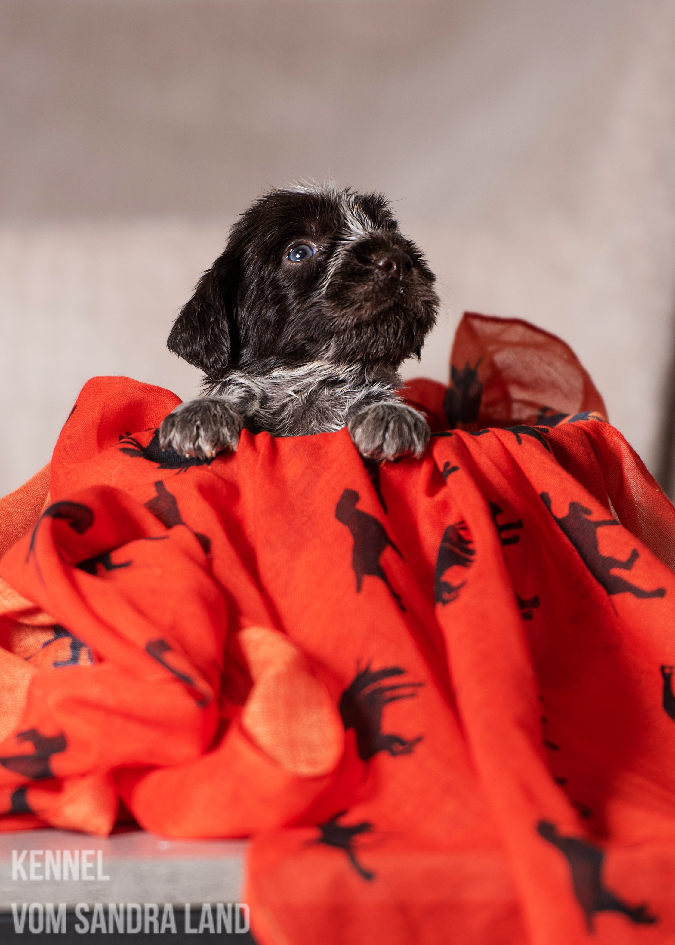 Вейла вом Сандра Лэнд, Veila vom Sandra Land