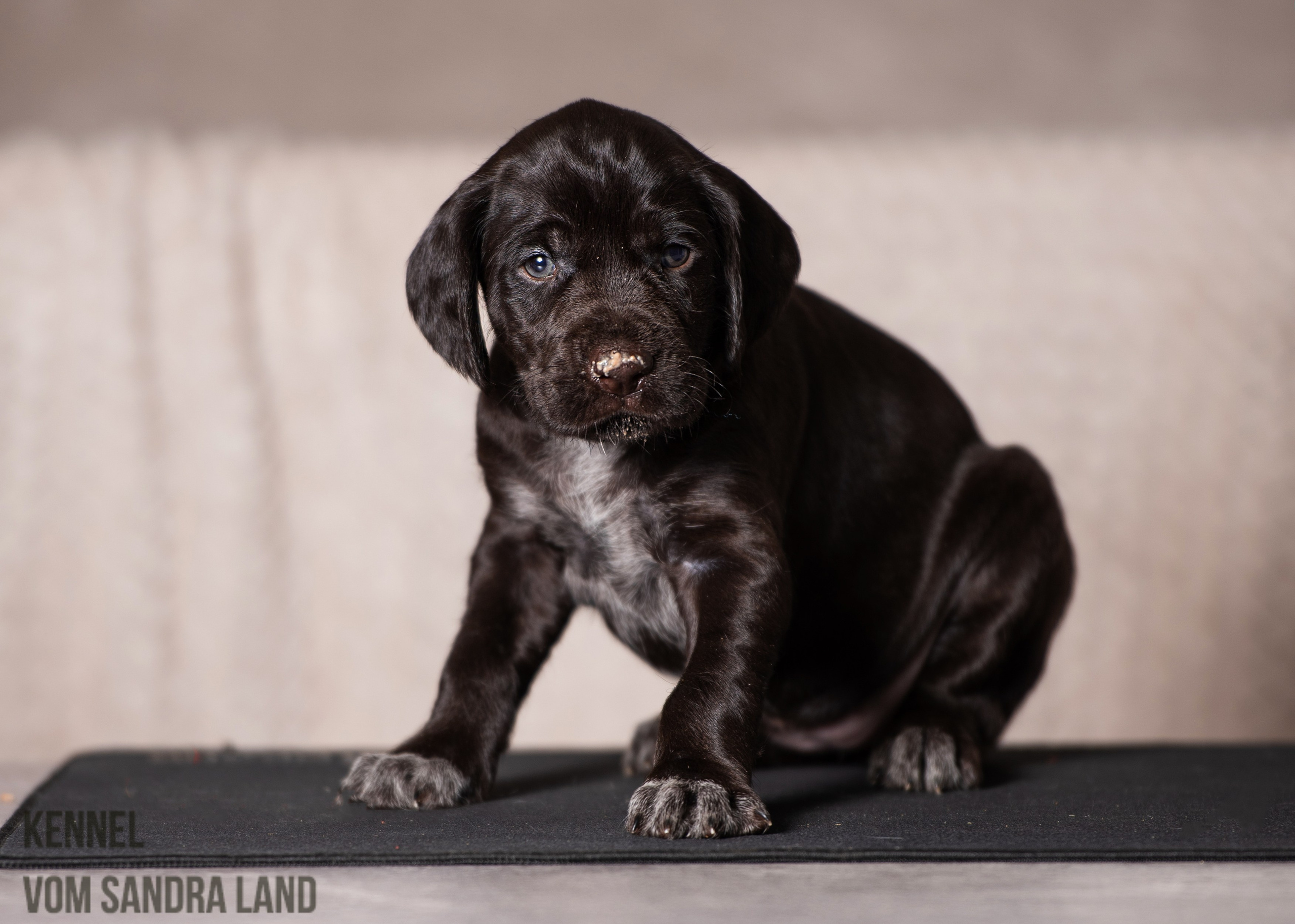 Ворожея вом Сандра Лэнд, Vorozheya vom Sandra Land