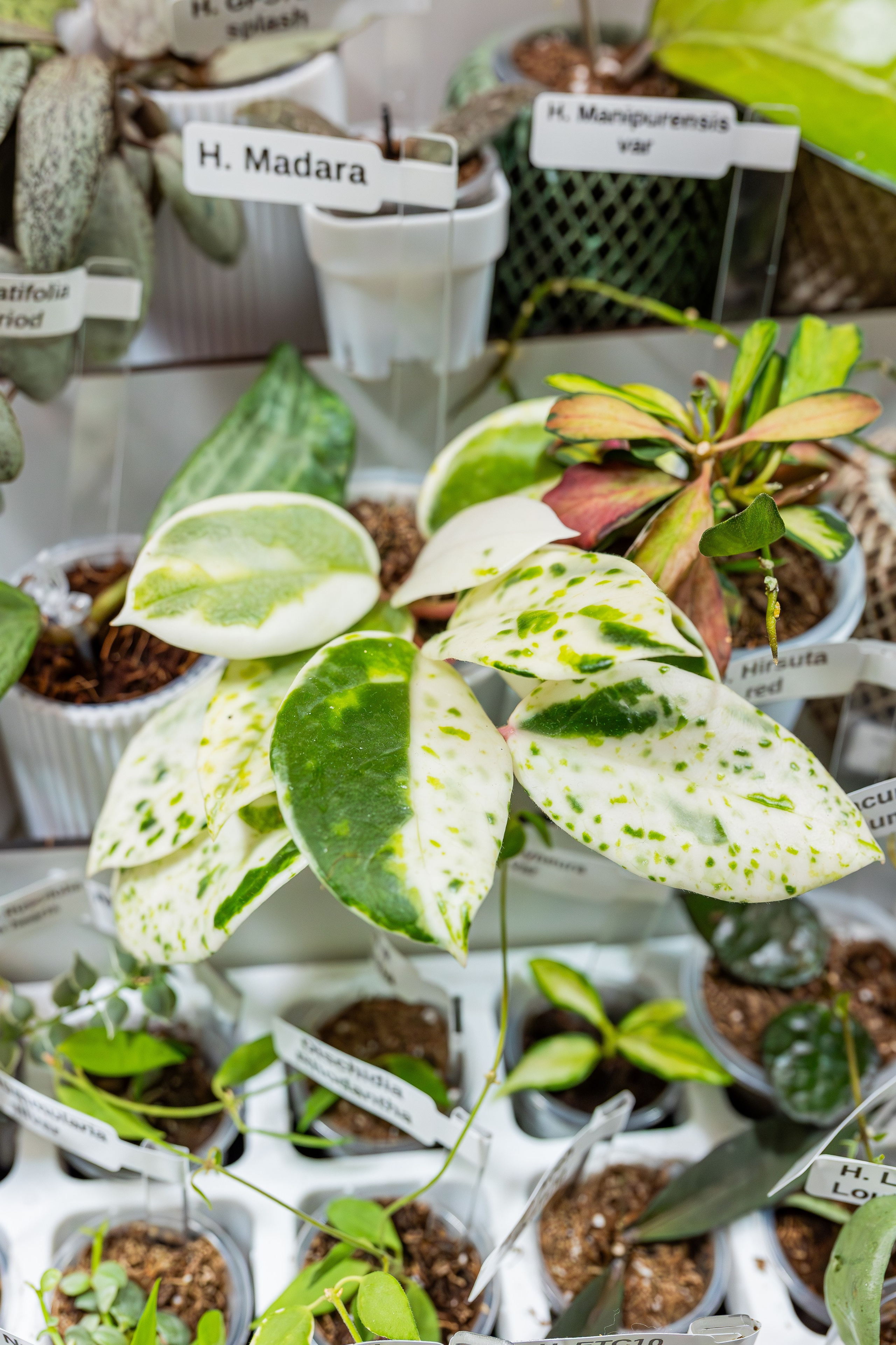 Growbox декабрь 2025. Александра Куликова фотограф, Москва