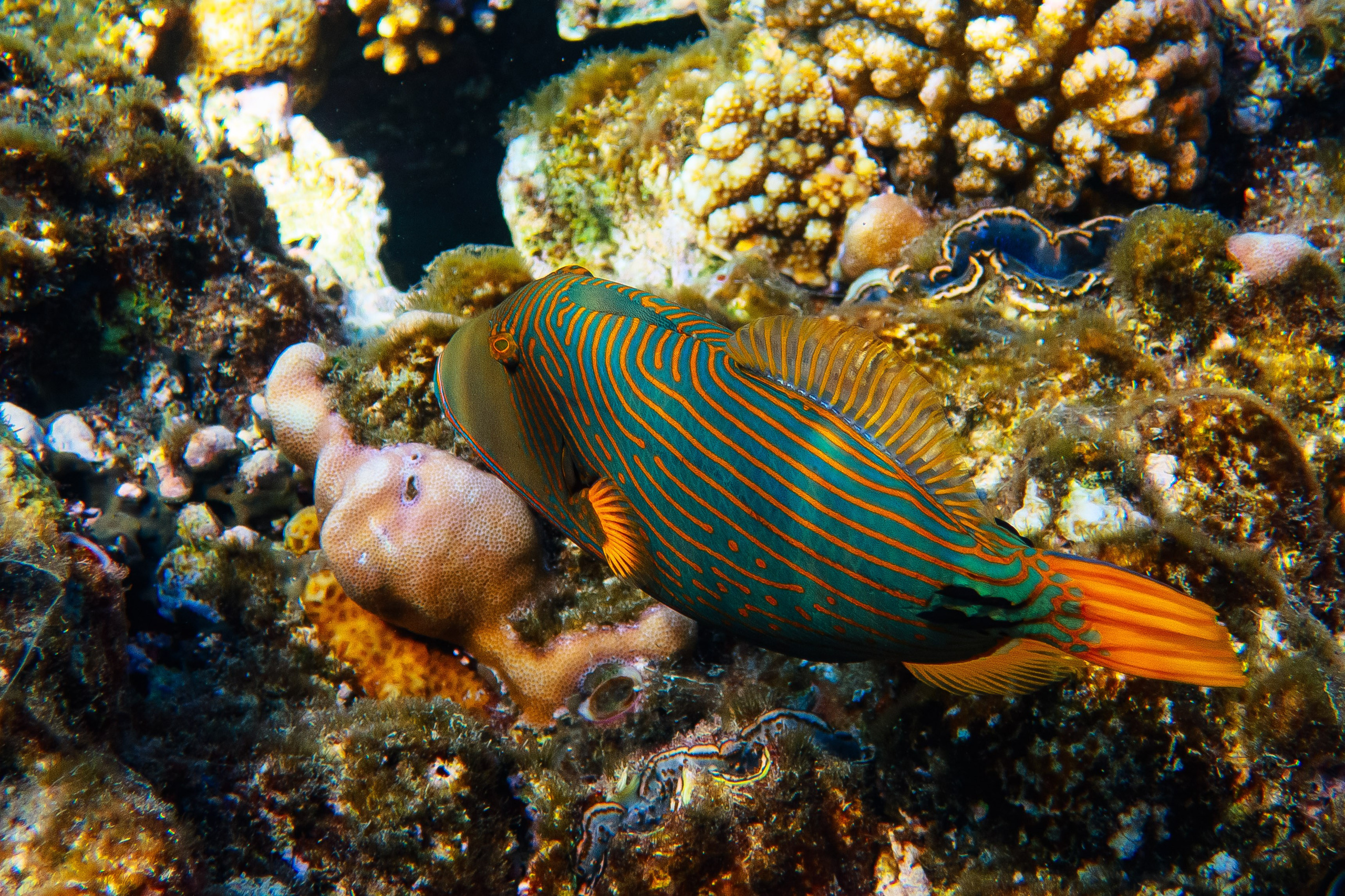 Fish. Фотограф Светлана Голицына