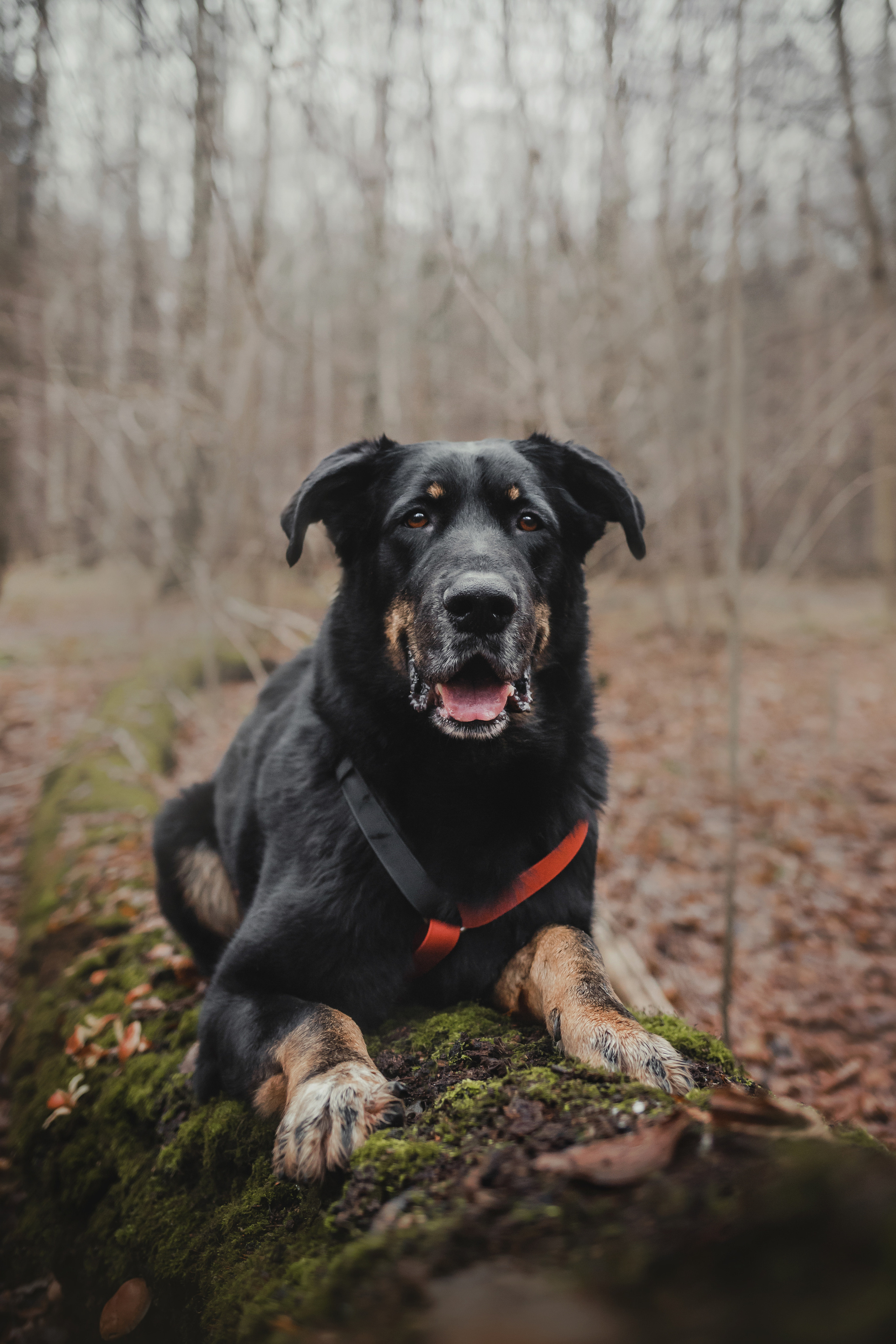 Фотосессия с собакой Фелик