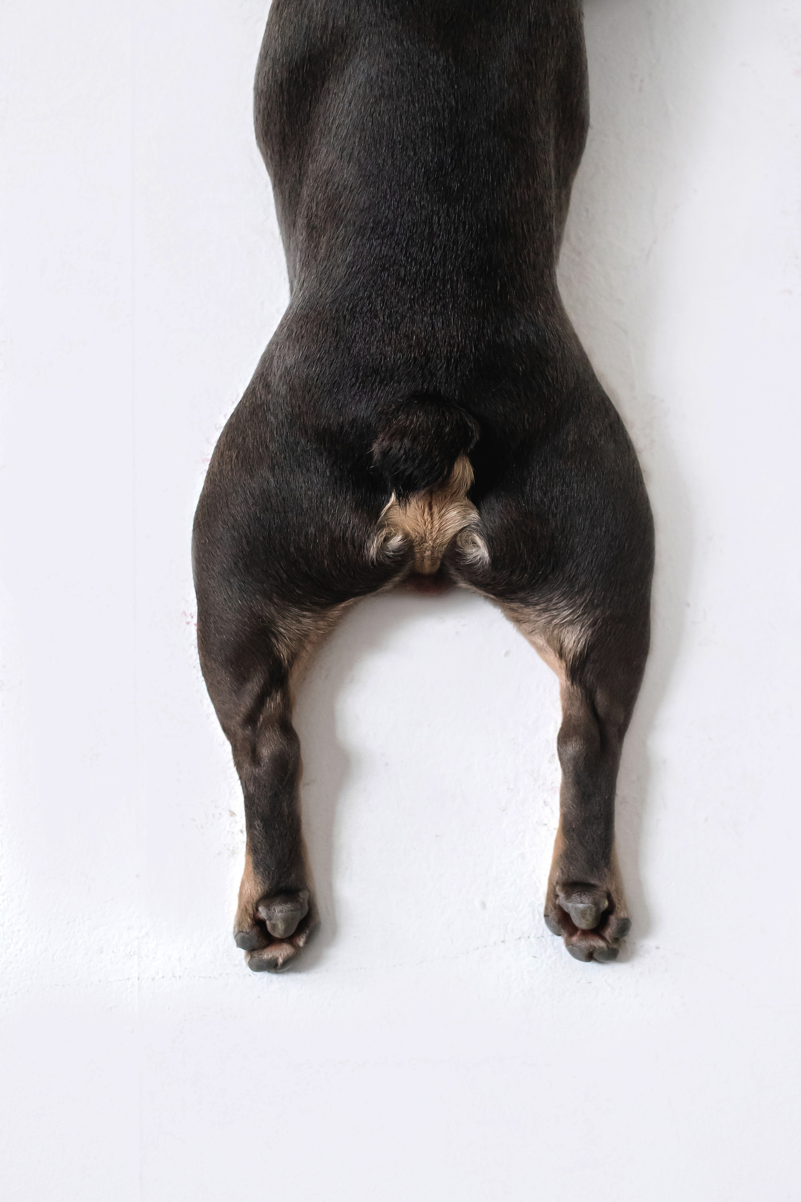 Фотосессия бульдогов Лео и Марса в догфрендли студии