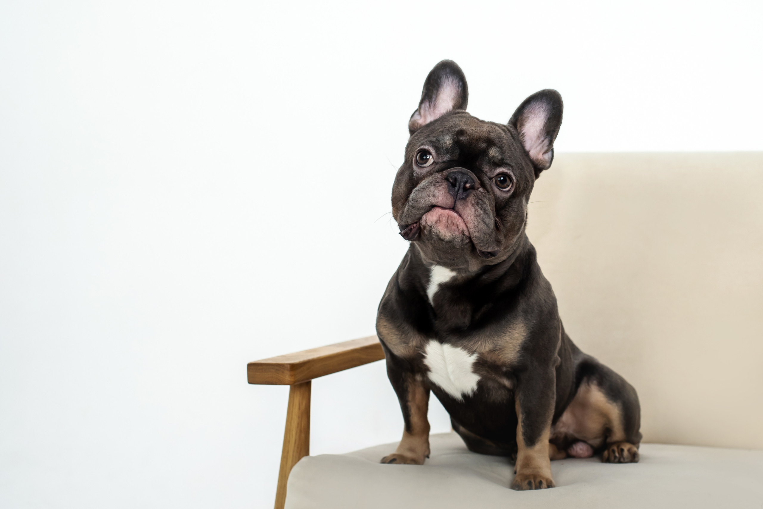 Фотосессия бульдогов Лео и Марса в догфрендли студии