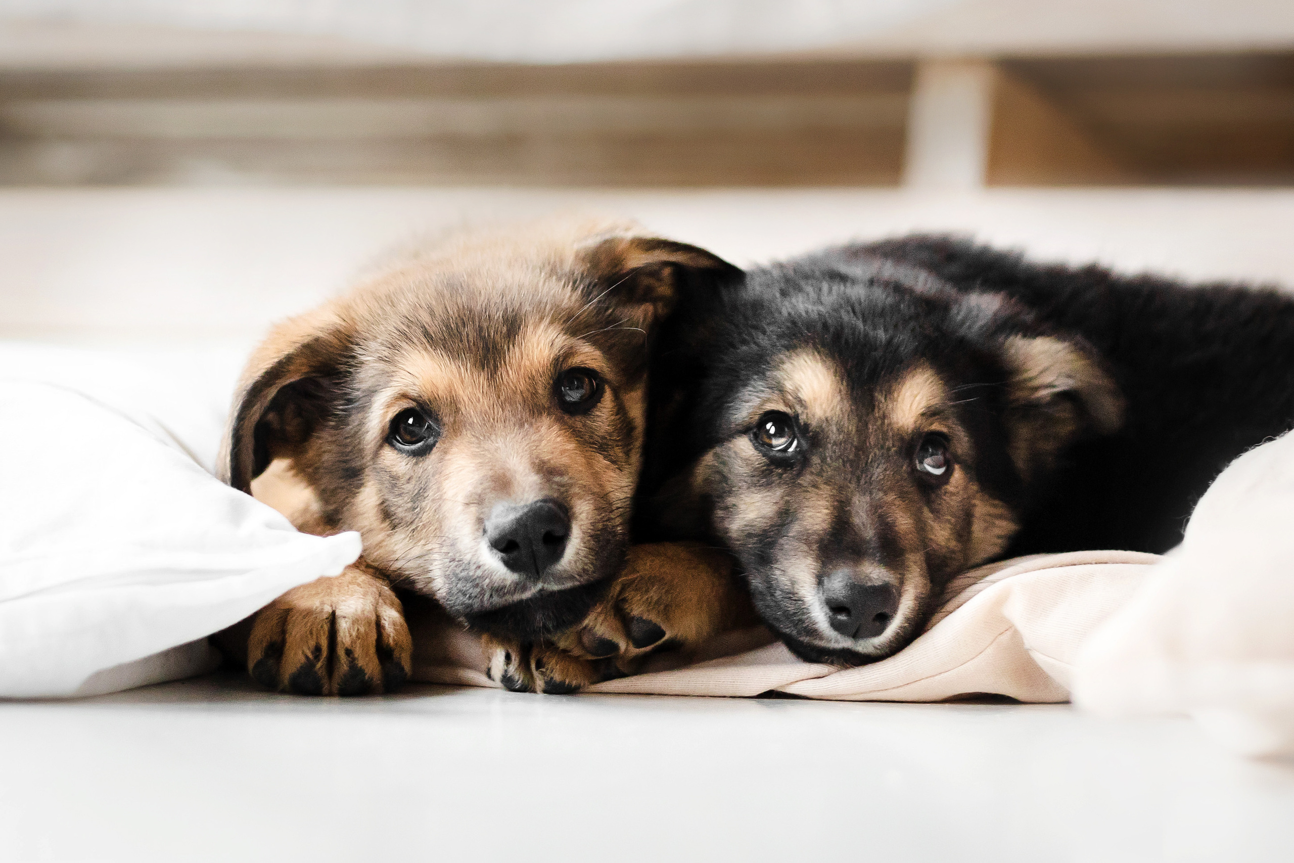 Фотосессия щенков Сатин и Нильс в студии