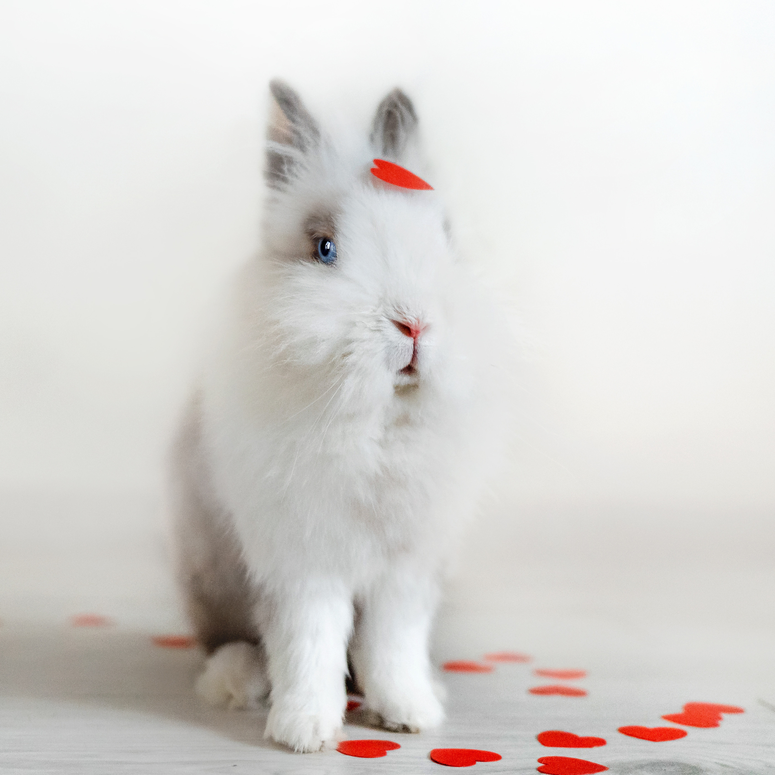 Фотосессия с кошкой, собакой и кроликом