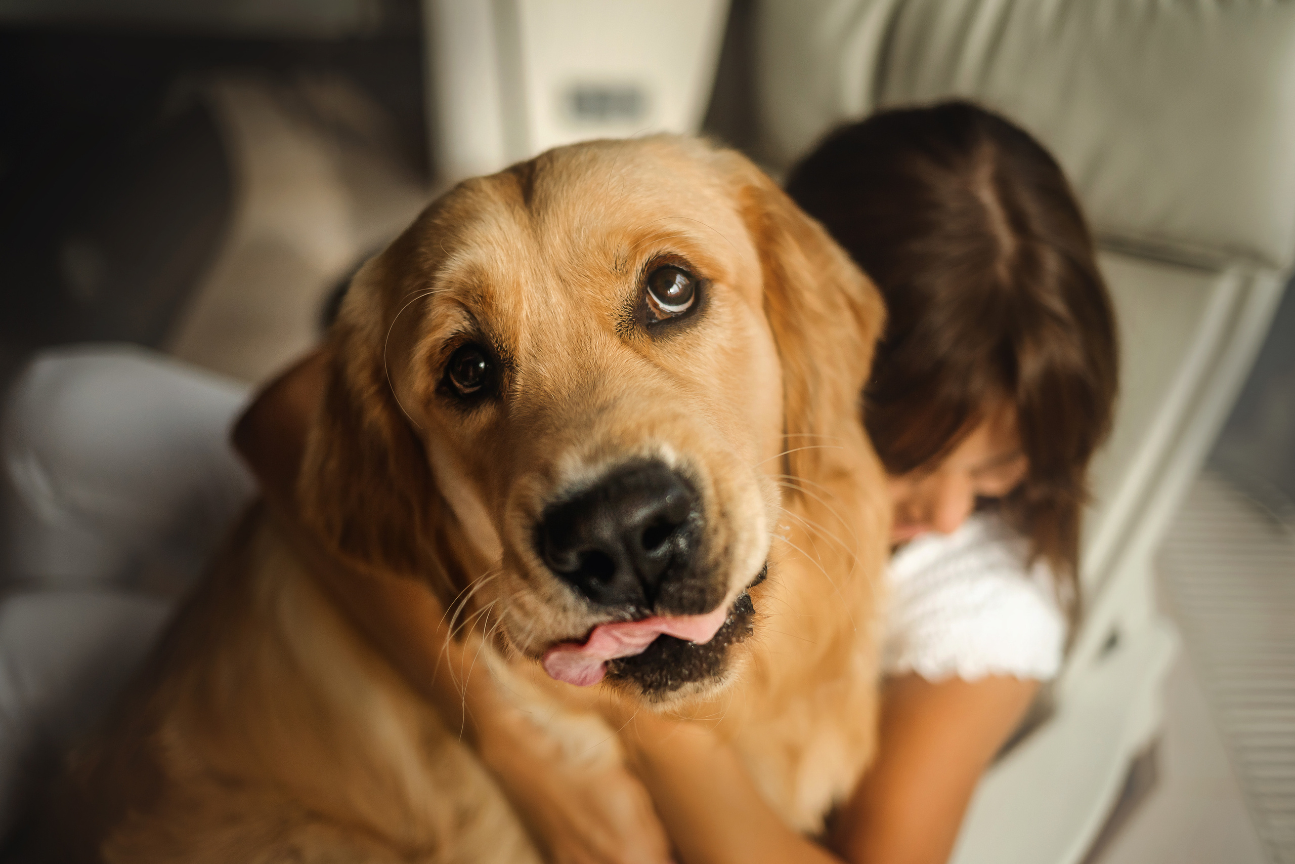 Фотосессия с щенком золотистого ретривера