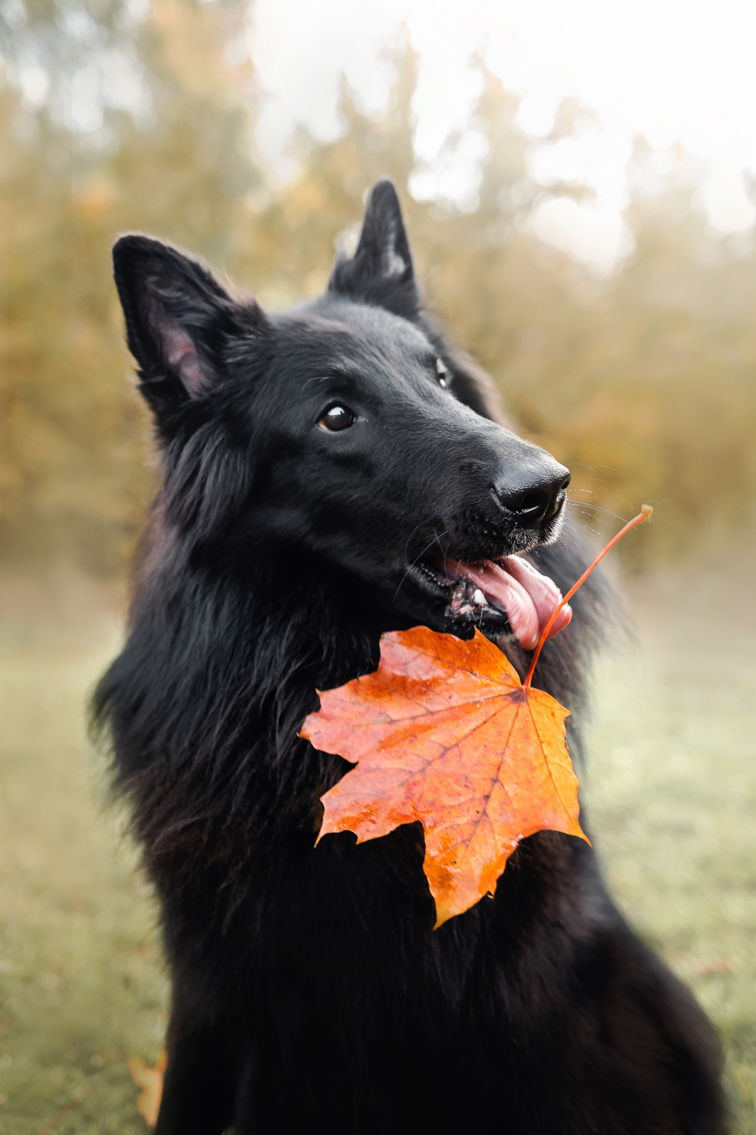 Фотосессия с грюнендалем Йаррхи
