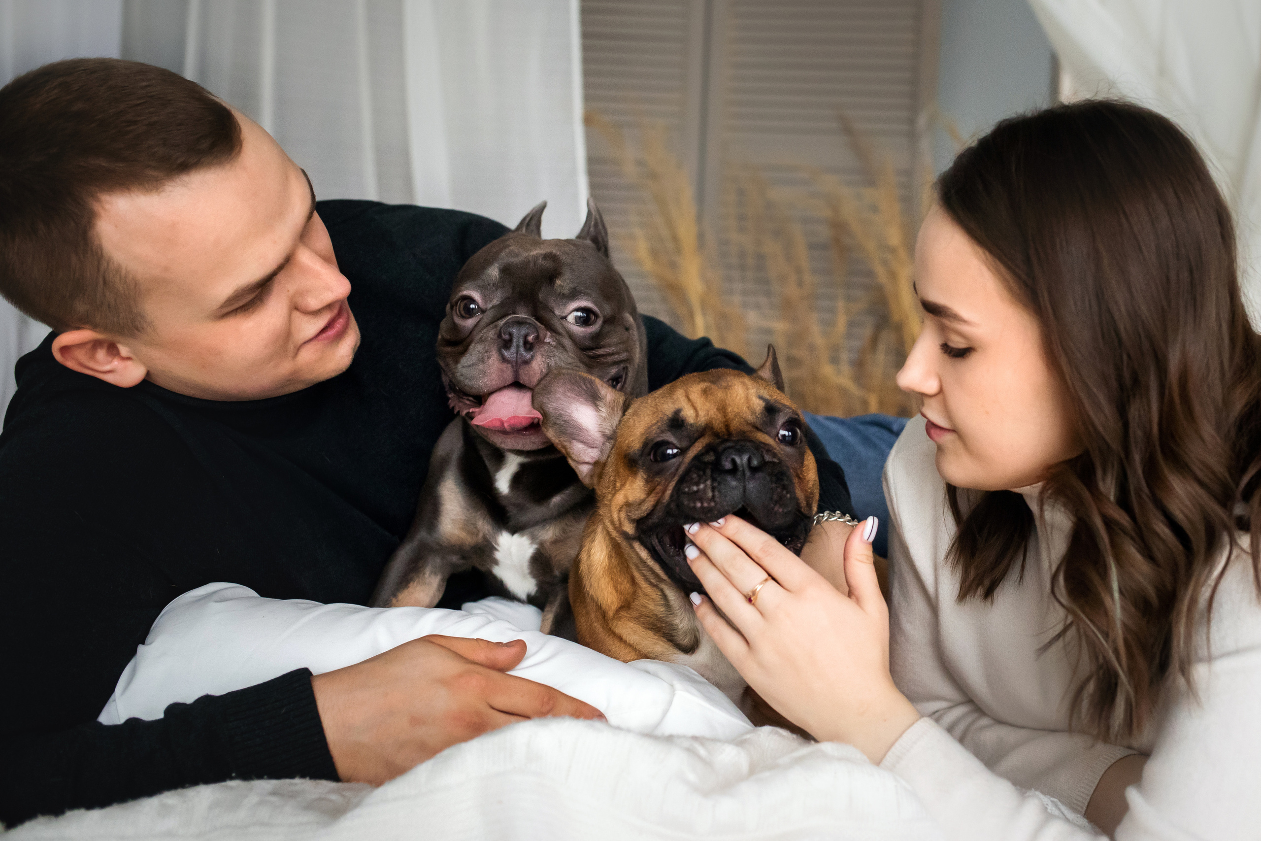 Фотосессия бульдогов Лео и Марса в догфрендли студии