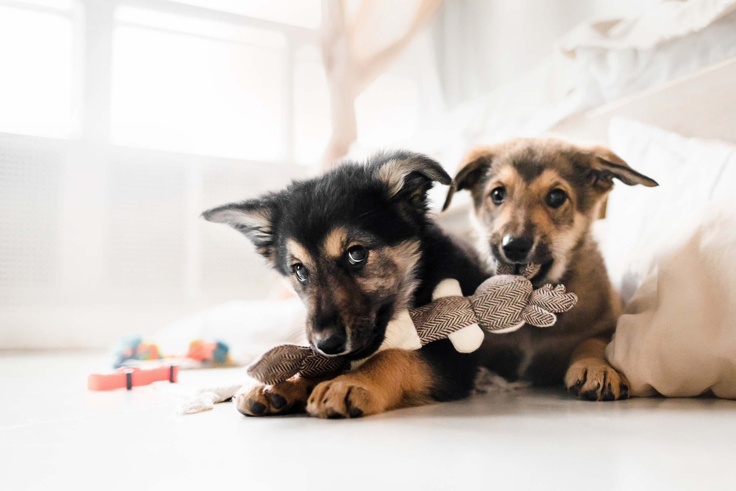 Фотосессия щенков Сатин и Нильс в студии
