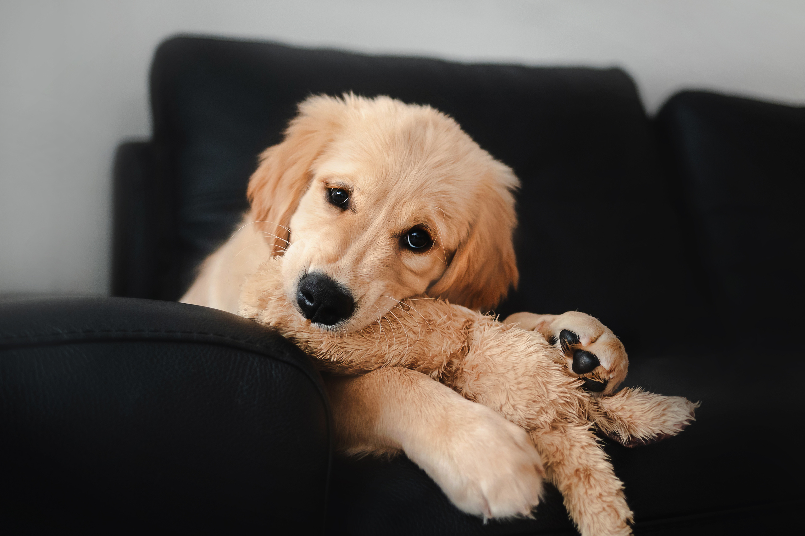 домашняя фотосессия с щенком