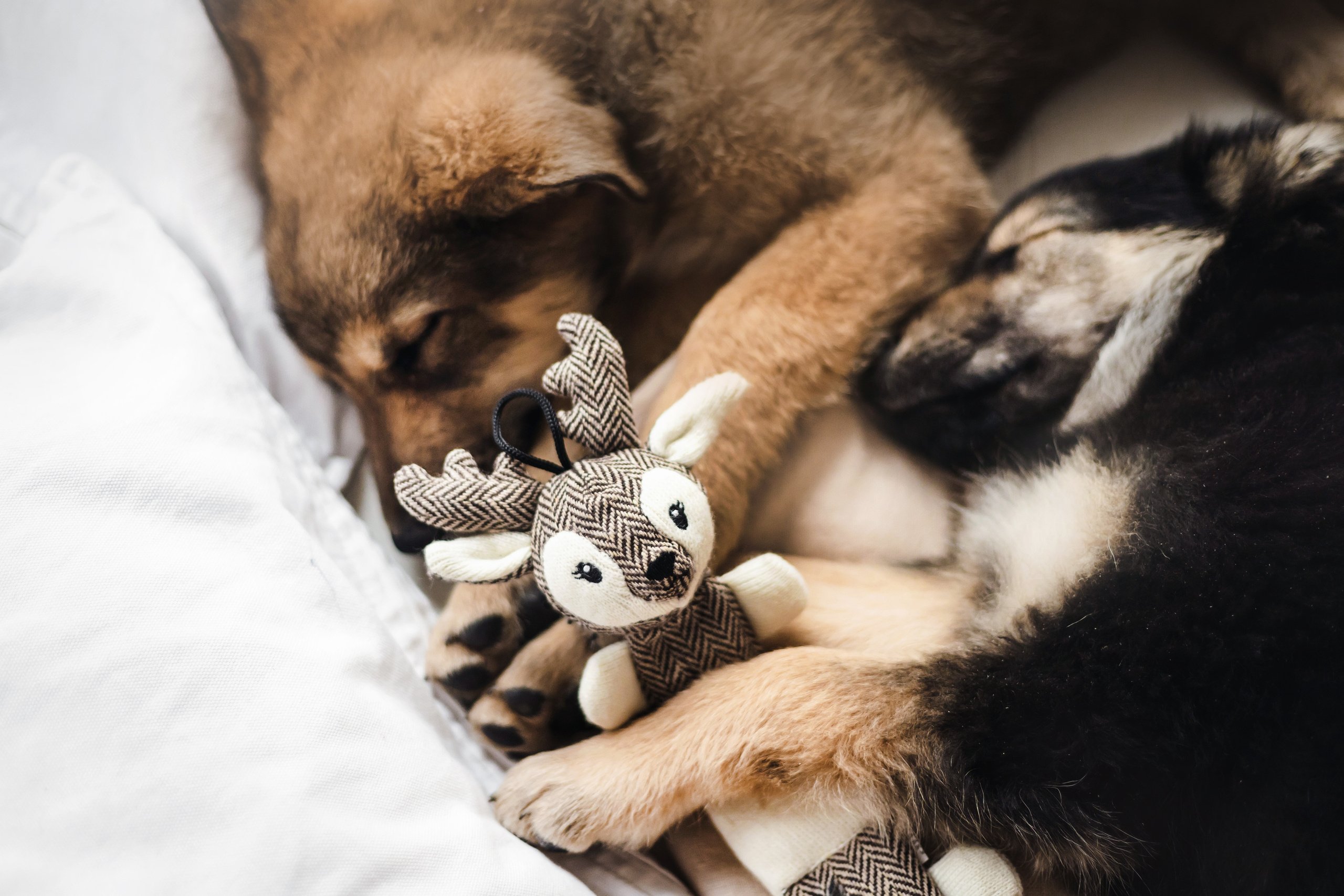 Фотосессия щенков Сатин и Нильс в студии