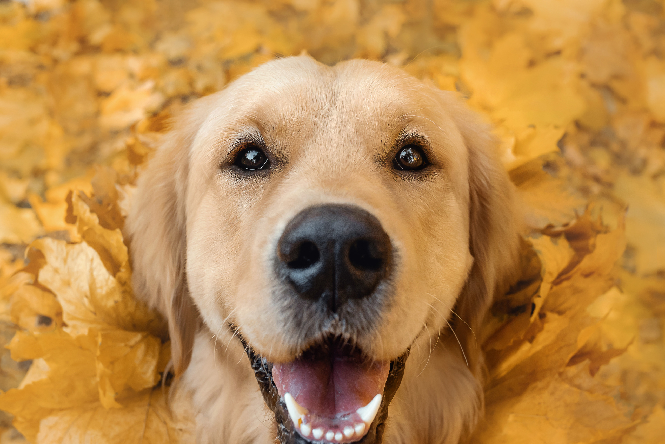 Фотосессия Марины и Паскаля