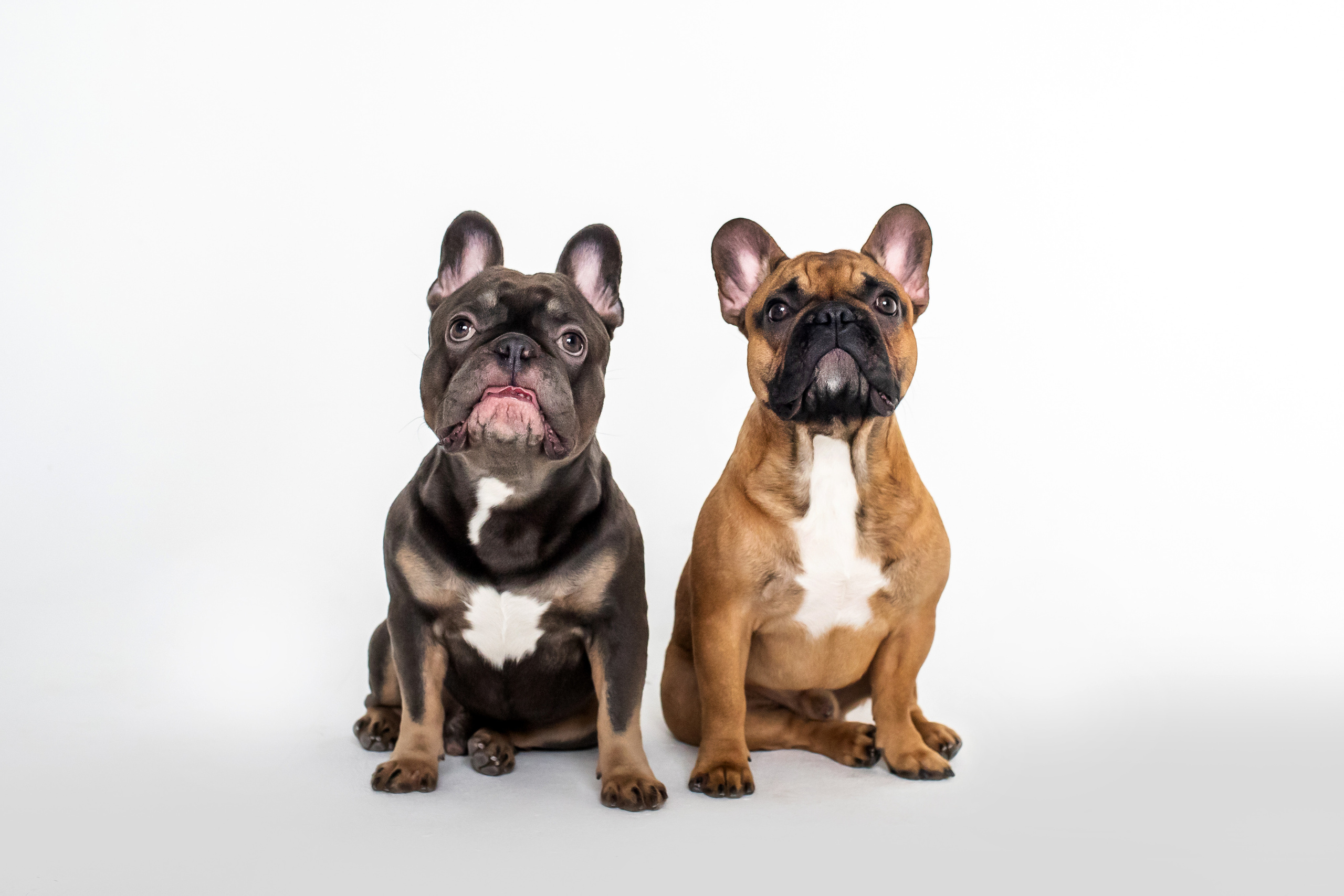 Фотосессия бульдогов Лео и Марса в догфрендли студии