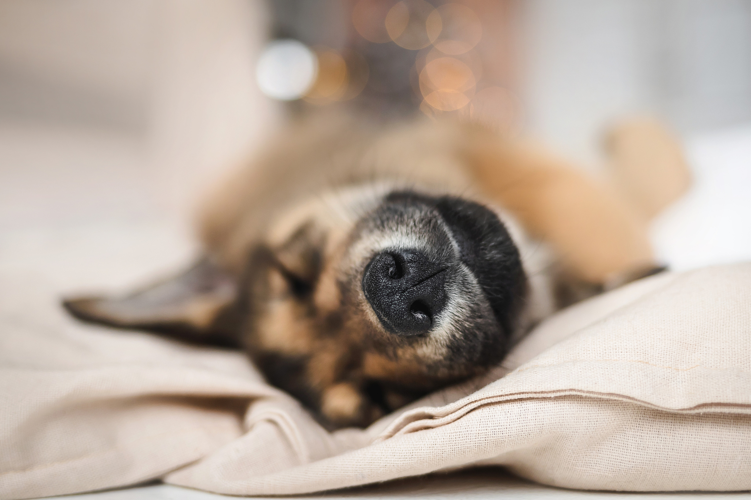 Фотосессия щенков Сатин и Нильс в студии