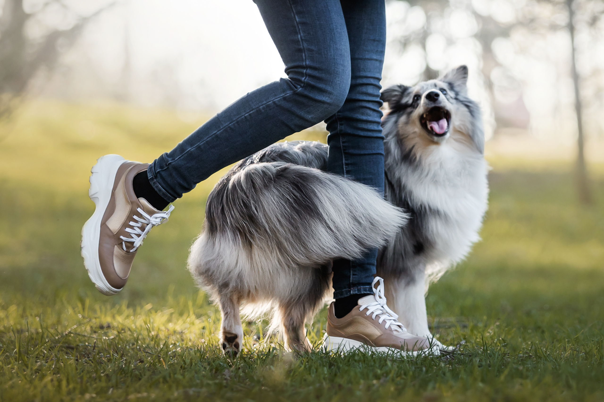 Фотосессия с шелти Скаем
