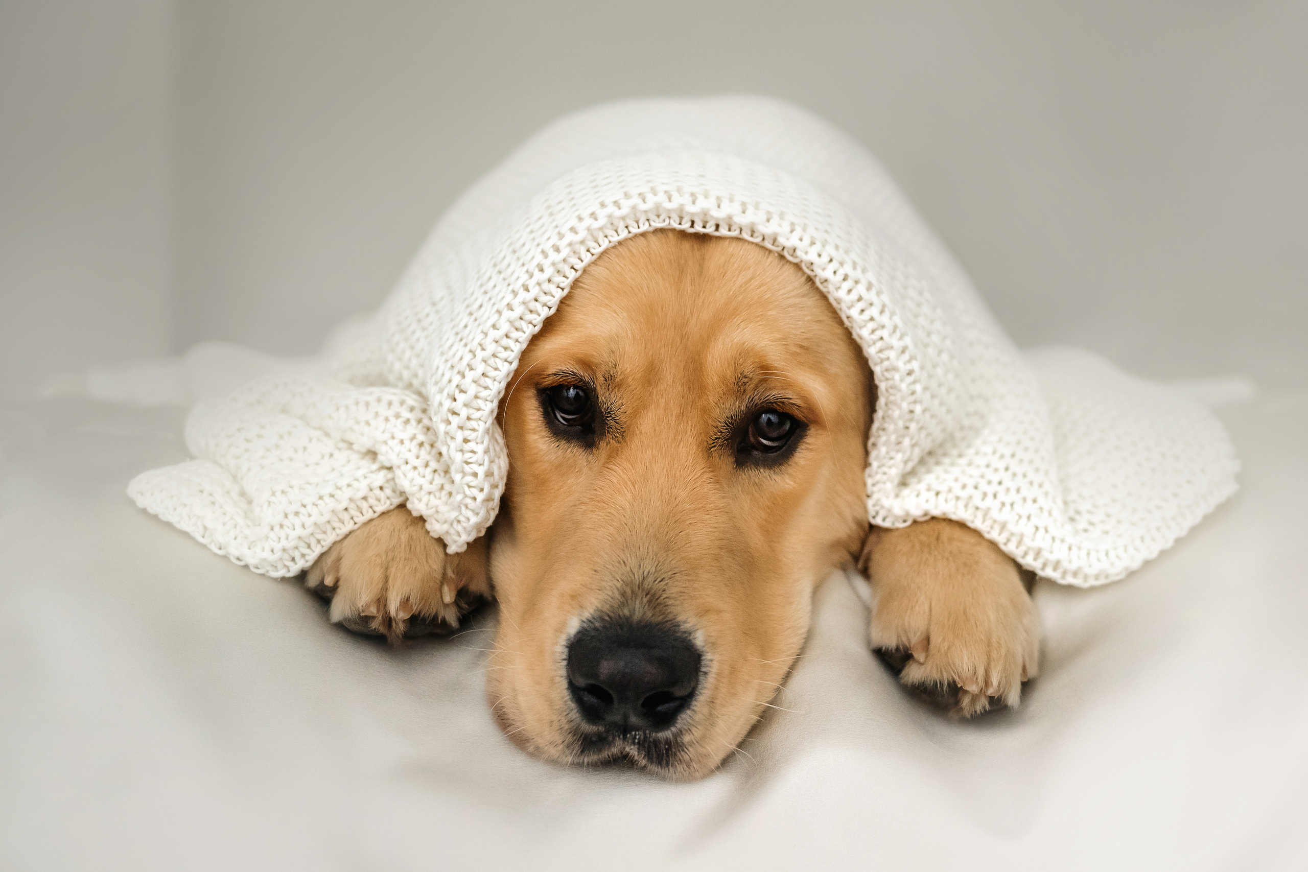 Фотосессия с щенком золотистого ретривера