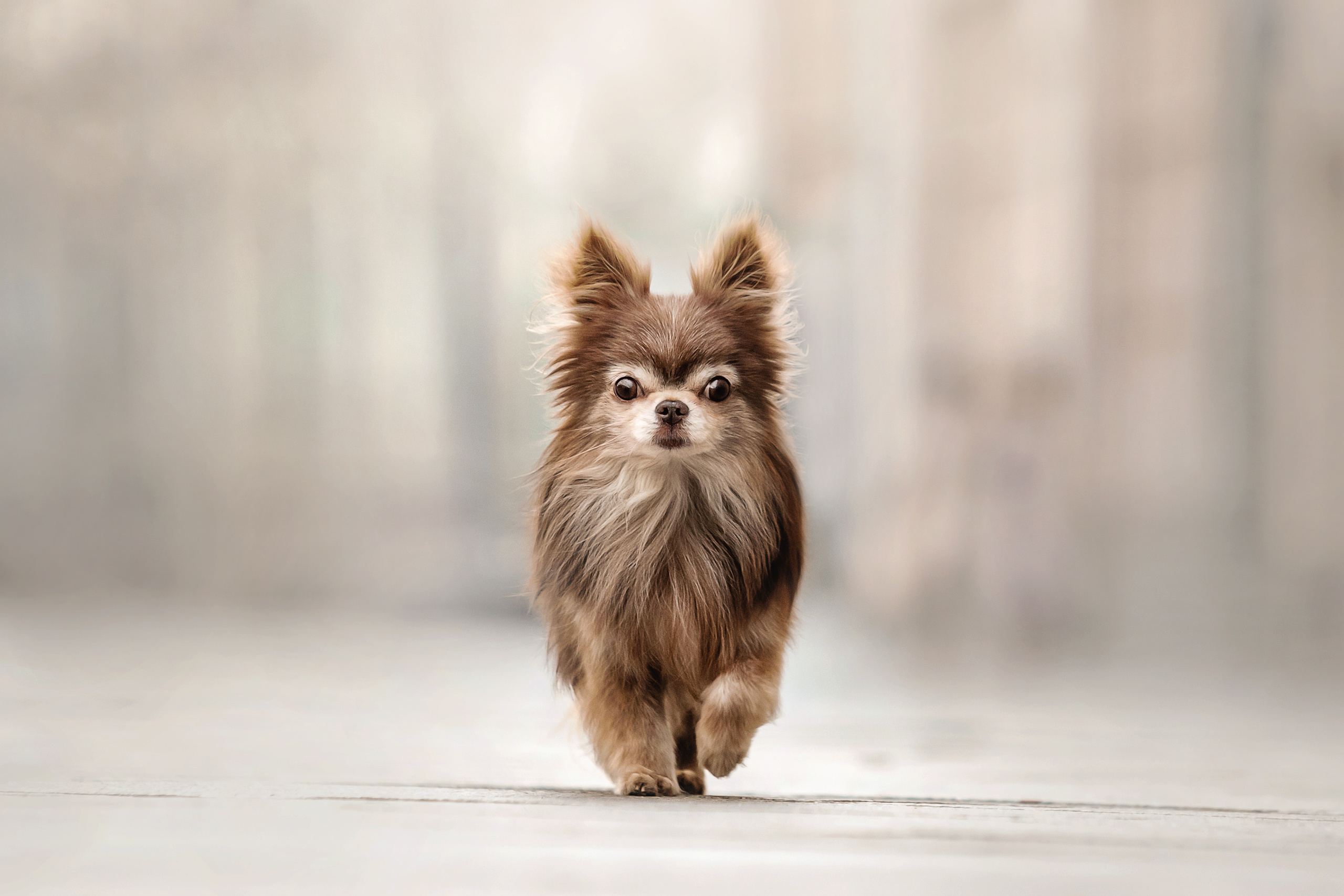 Фотосессия с чихуахуа в центре Москвы