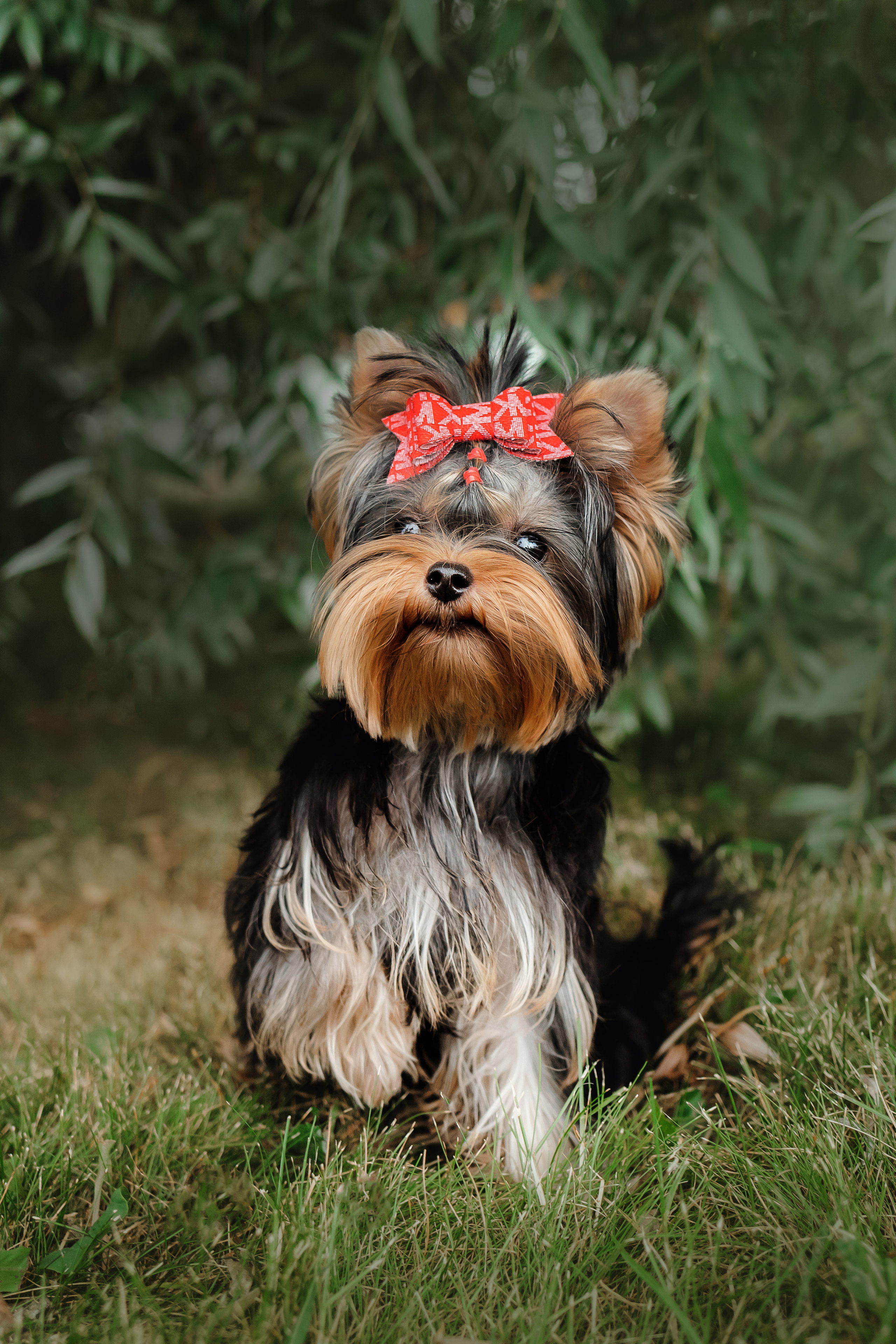 Фотосессия йорка Юли и ее семья