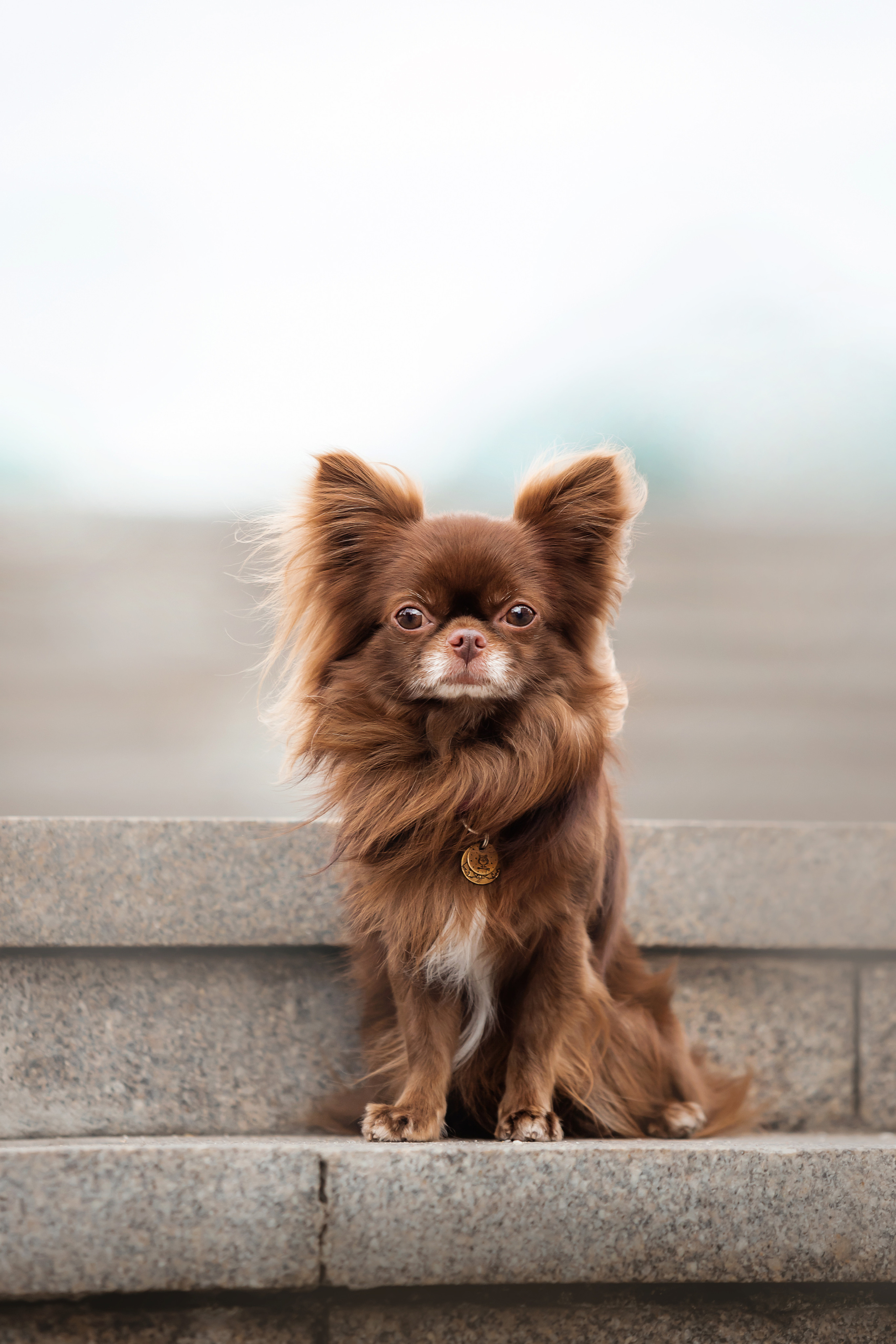 Фотосессия с чихуахуа в центре Москвы
