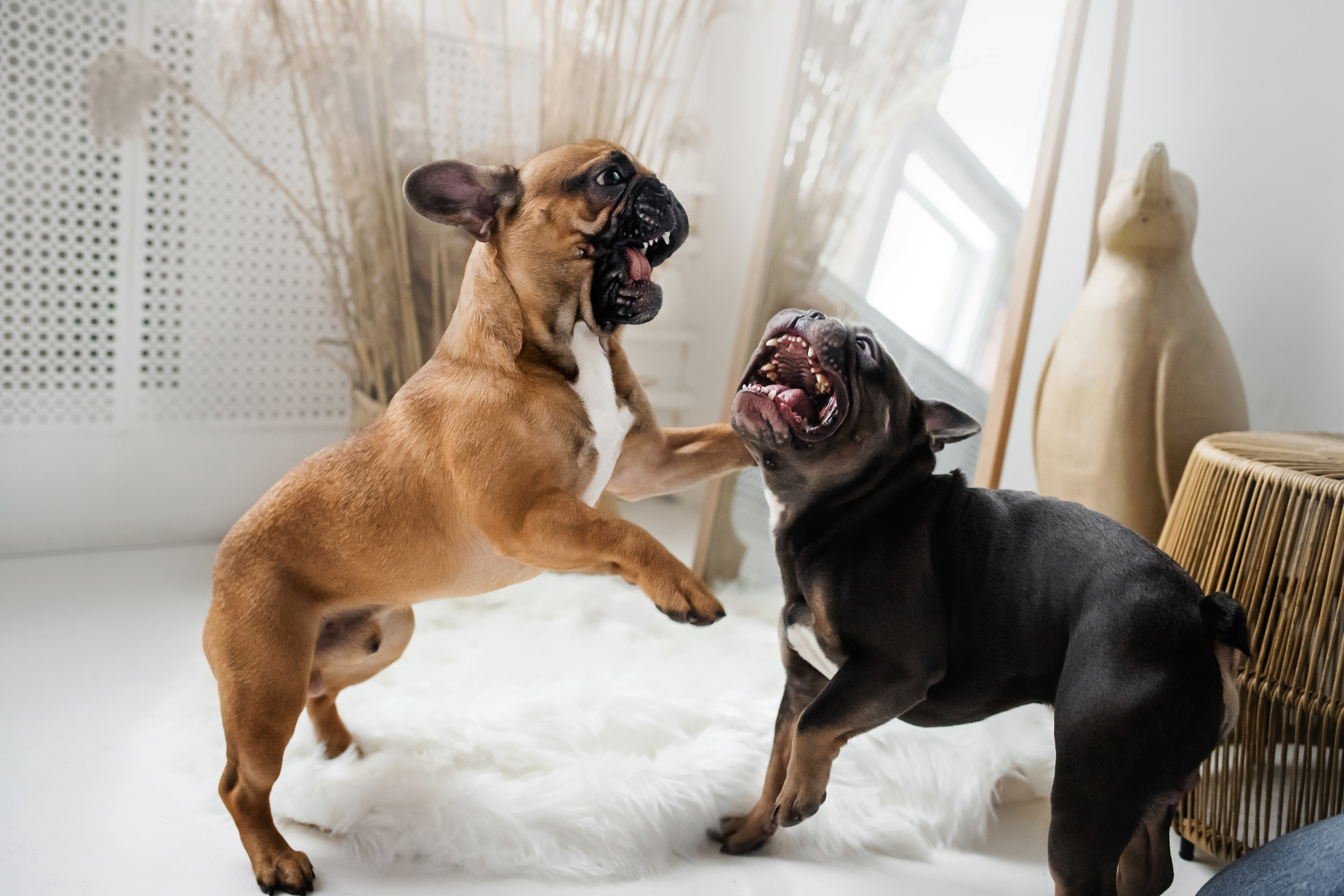 Фотосессия бульдогов Лео и Марса в догфрендли студии