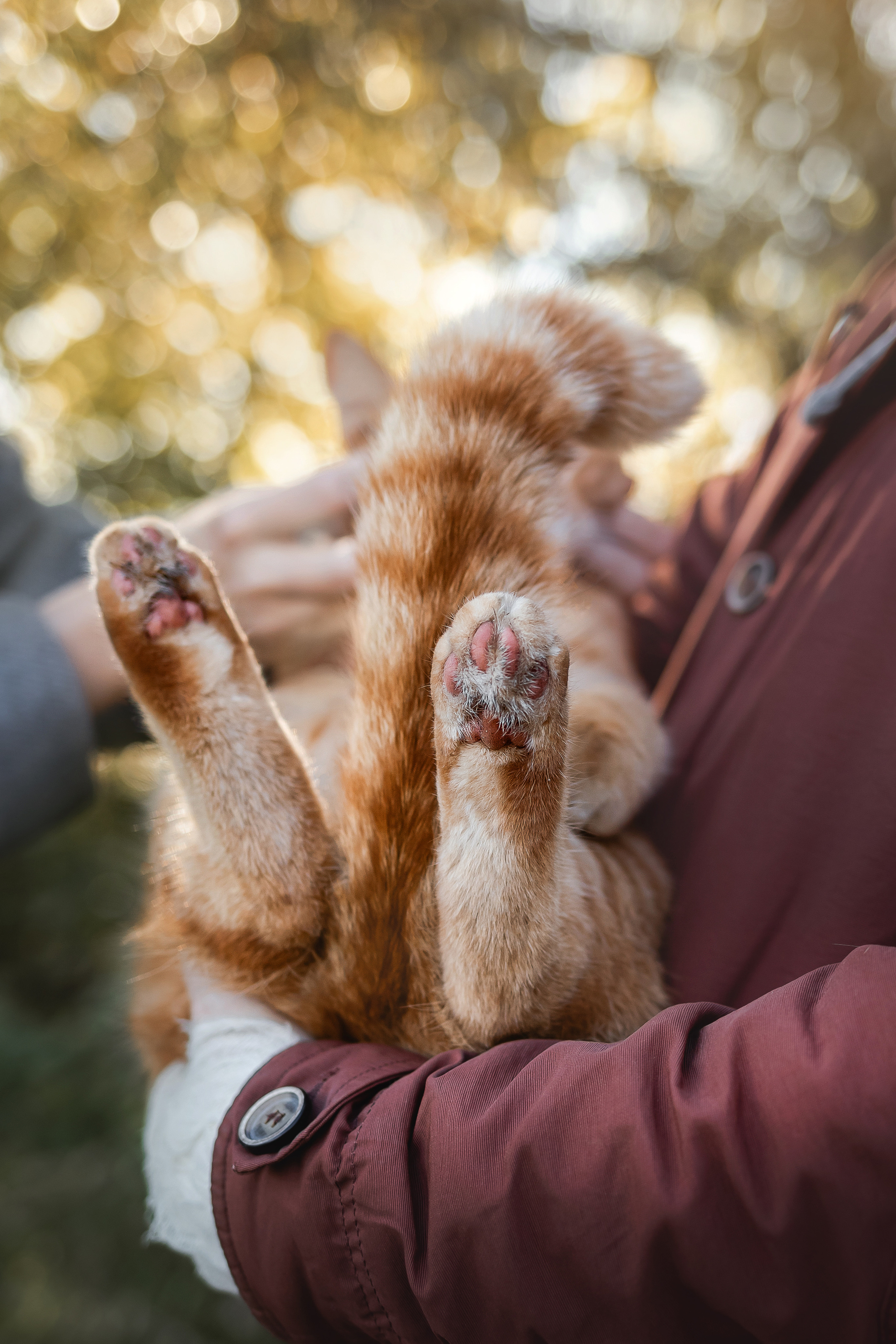 Фотосессия с собакой и котом. Ира, йорк Филя и кот Леброн