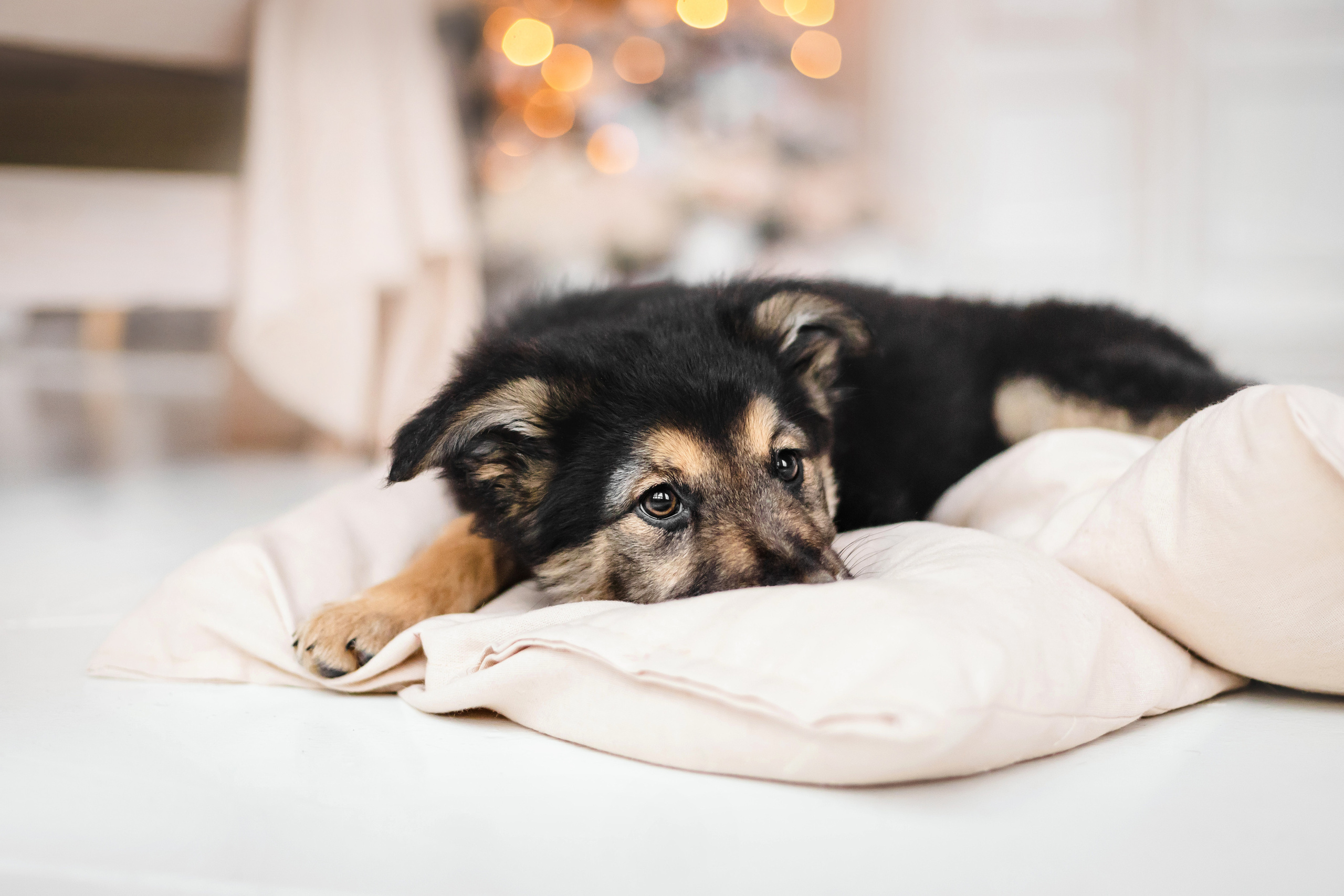 Фотосессия щенков Сатин и Нильс в студии