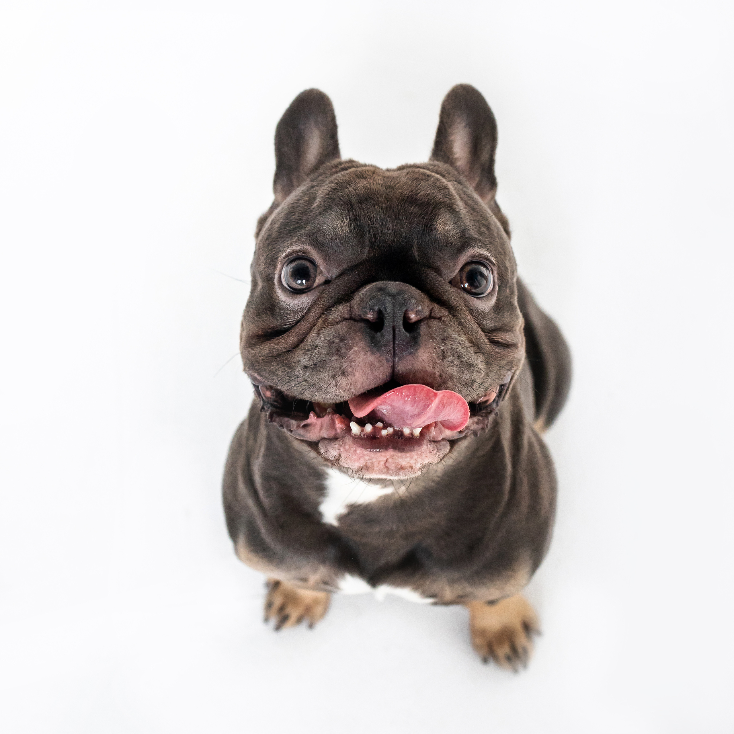 Фотосессия бульдогов Лео и Марса в догфрендли студии