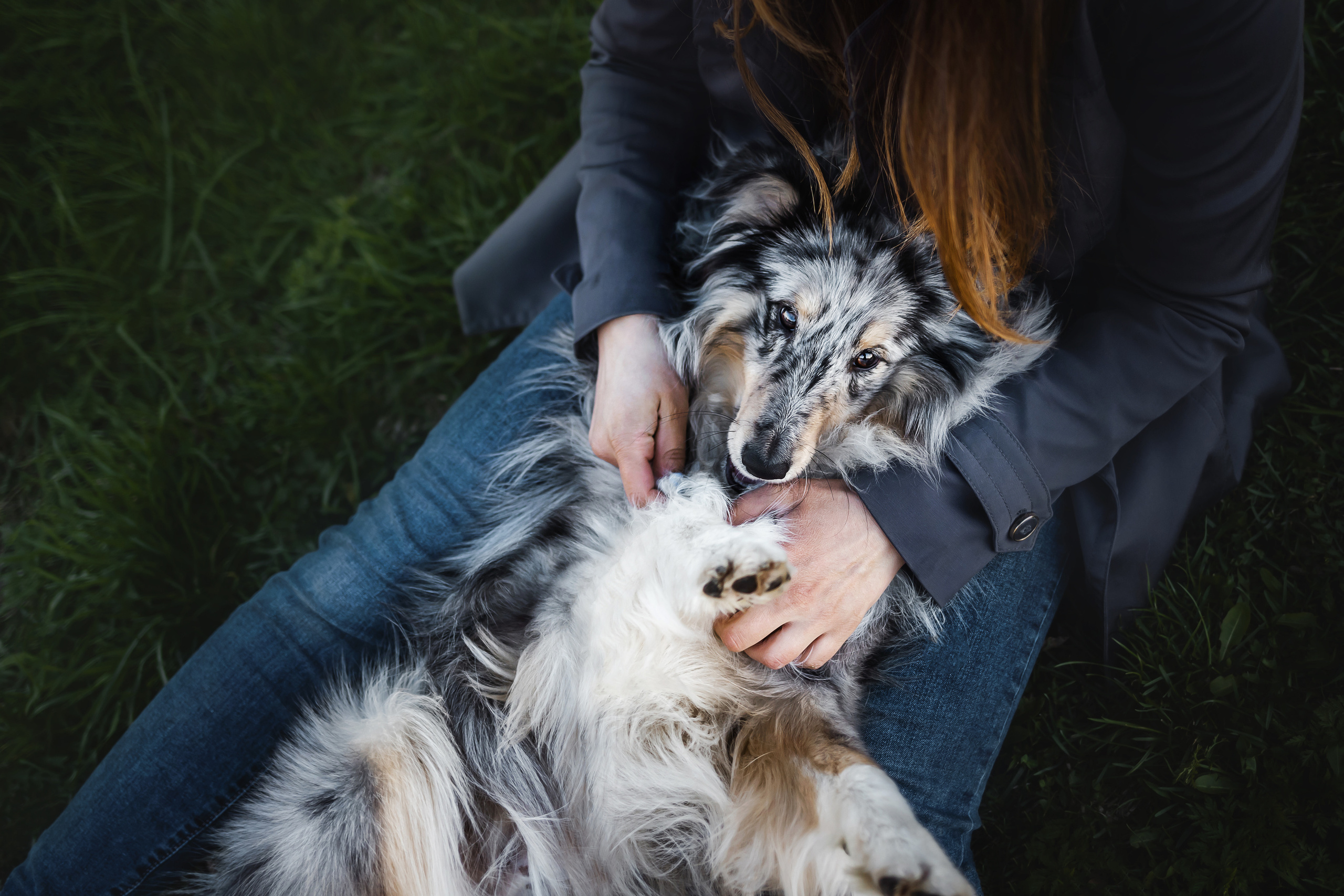 Фотосессия с шелти Скаем
