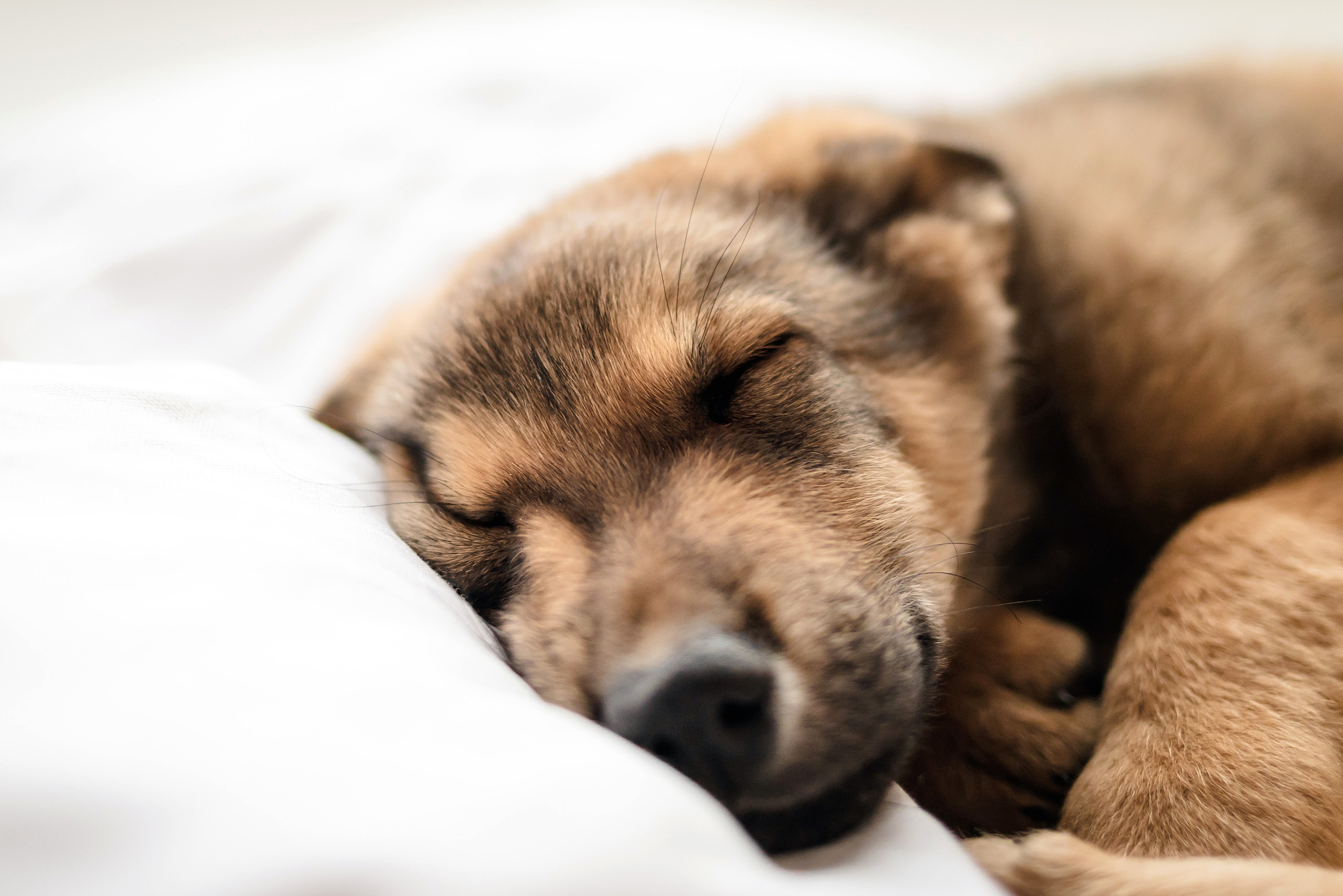 Фотосессия щенков Сатин и Нильс в студии