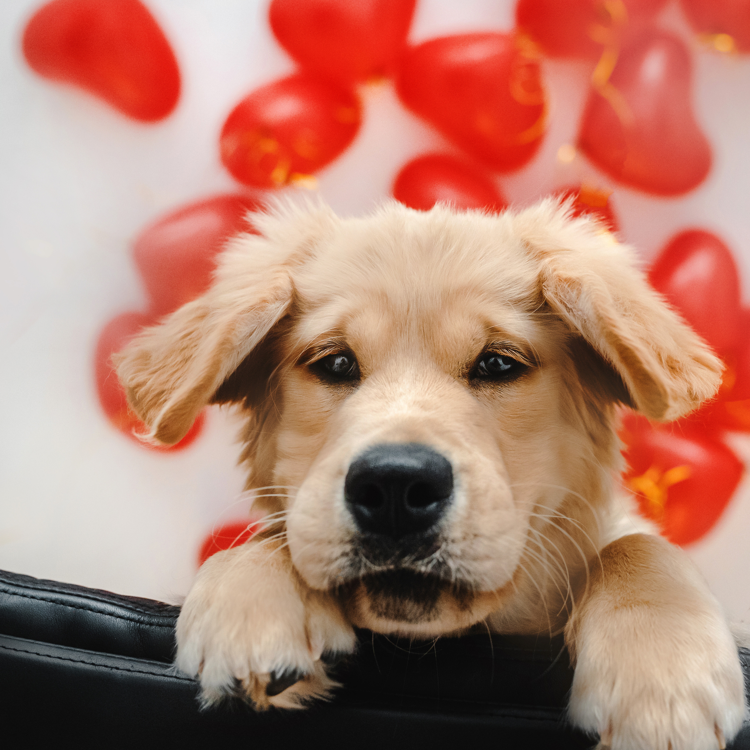 фотосессия для щенка