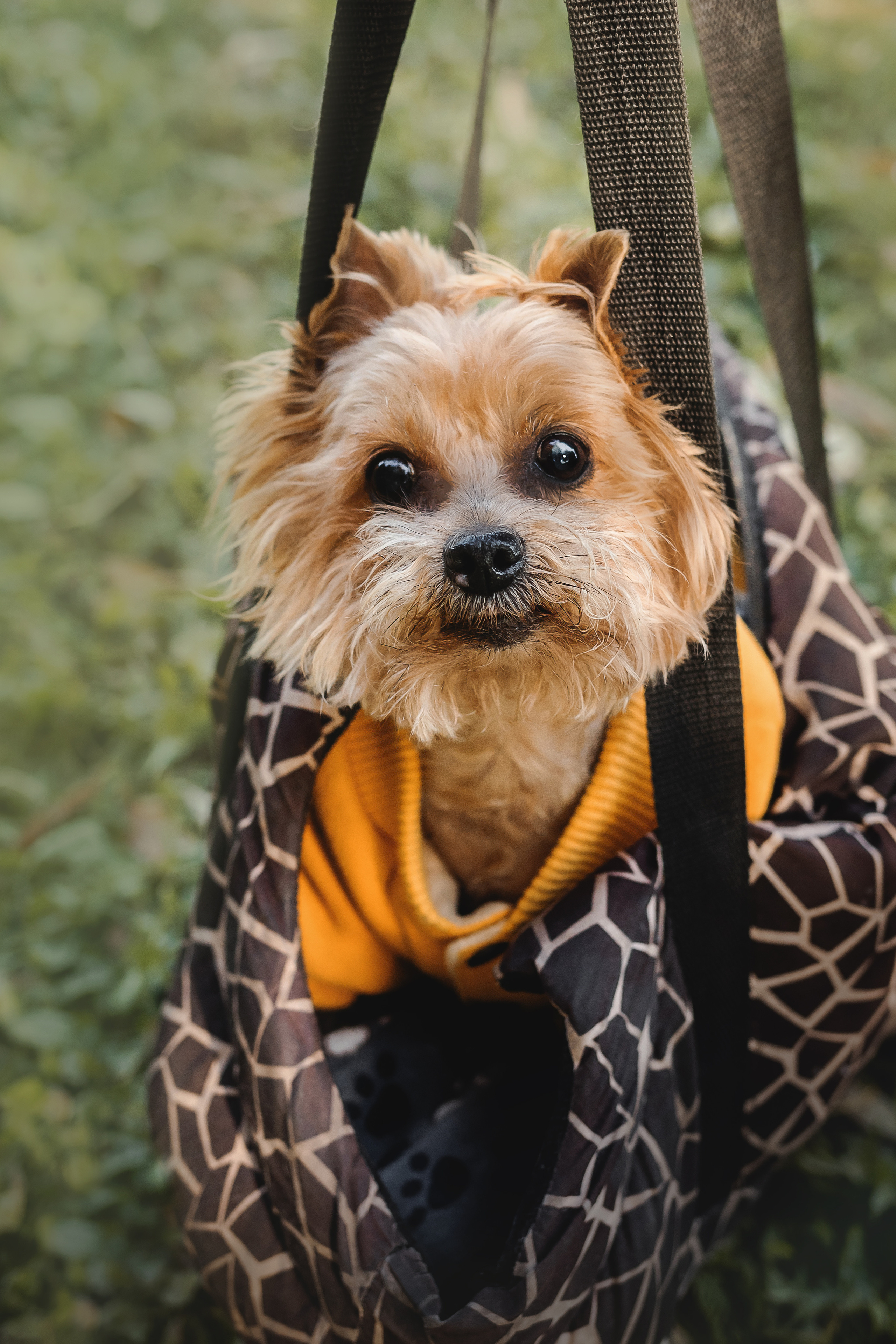 Фотосессия с собакой и котом. Ира, йорк Филя и кот Леброн