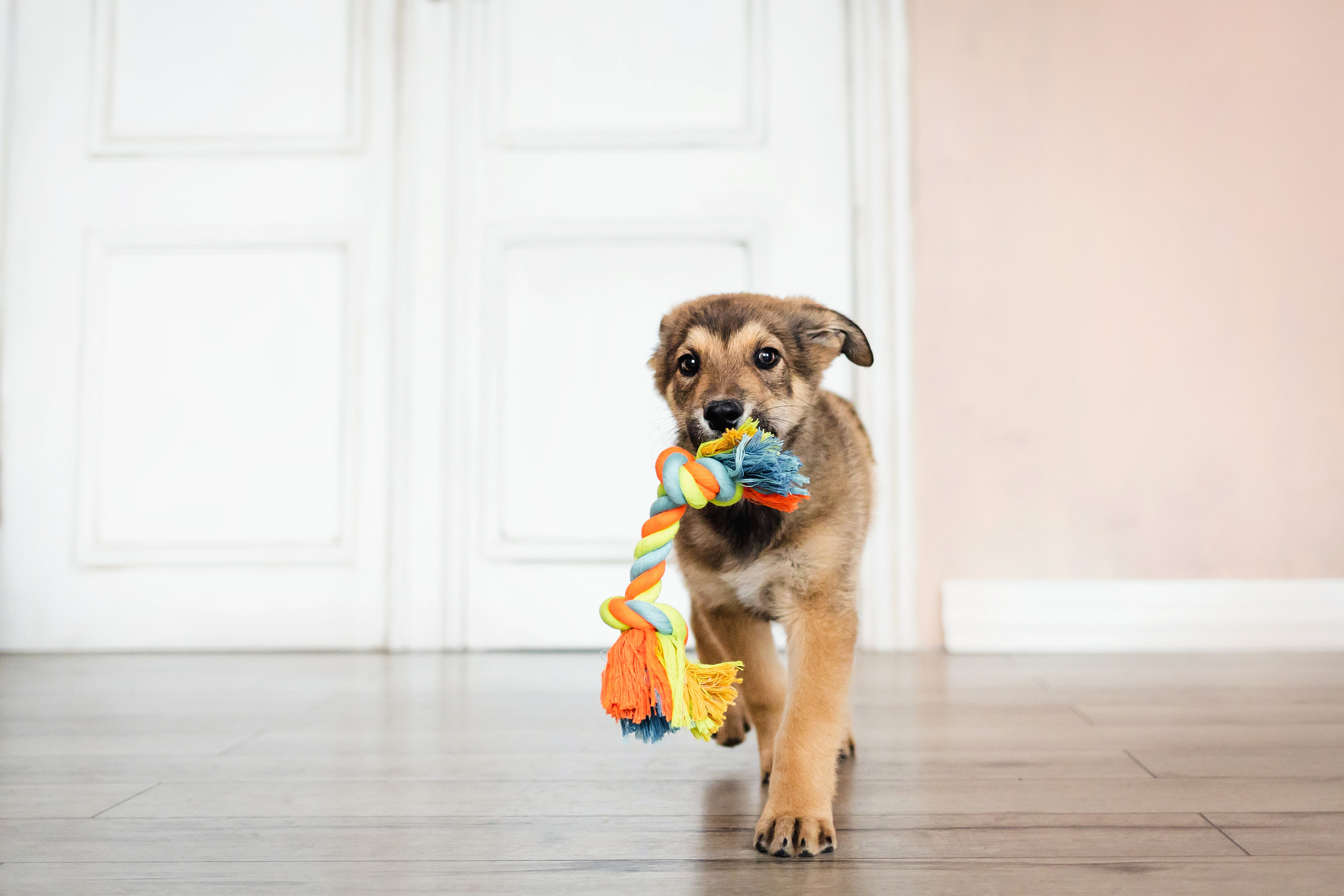 Фотосессия щенков Сатин и Нильс в студии
