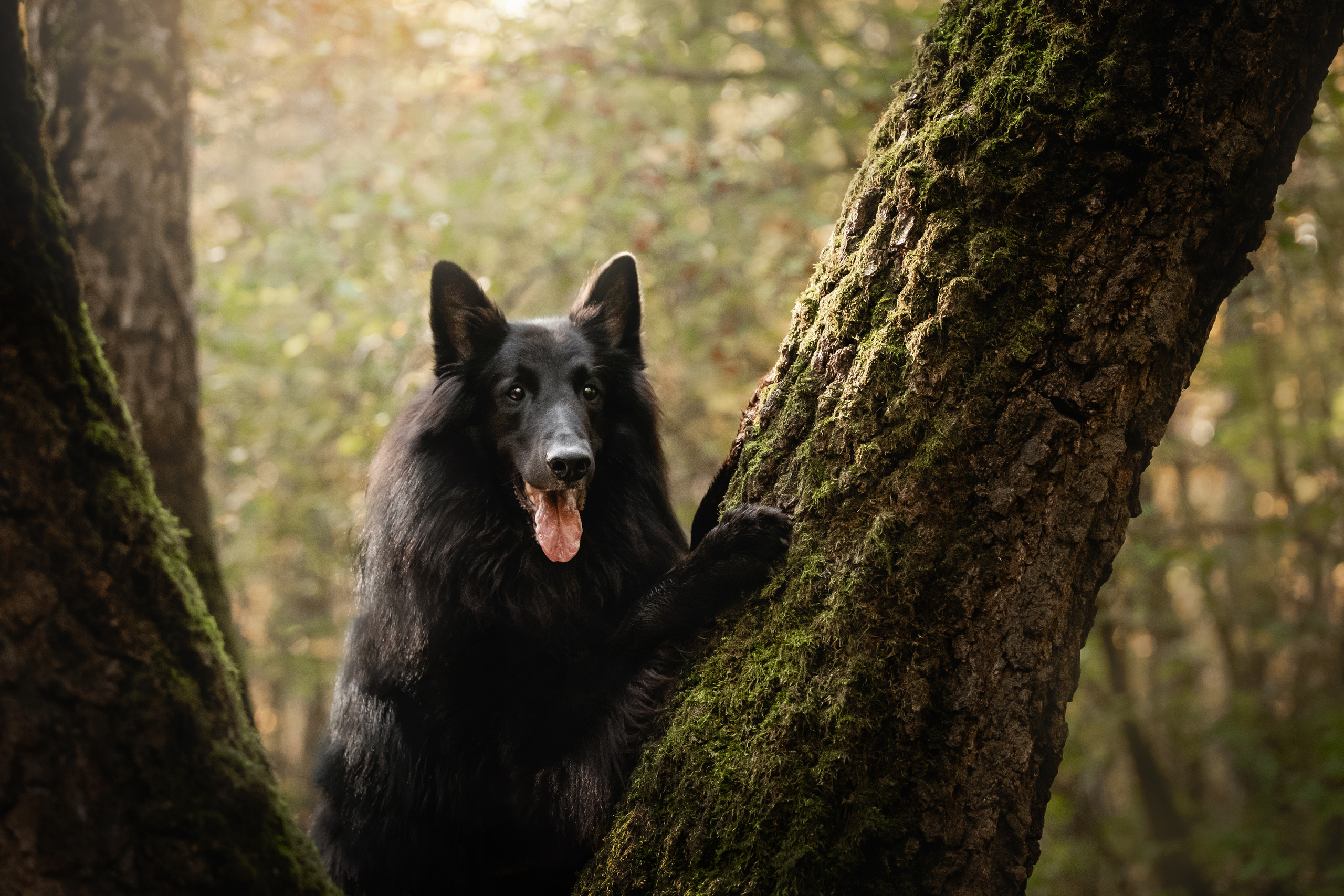 Фотосессия с грюнендалем Йаррхи