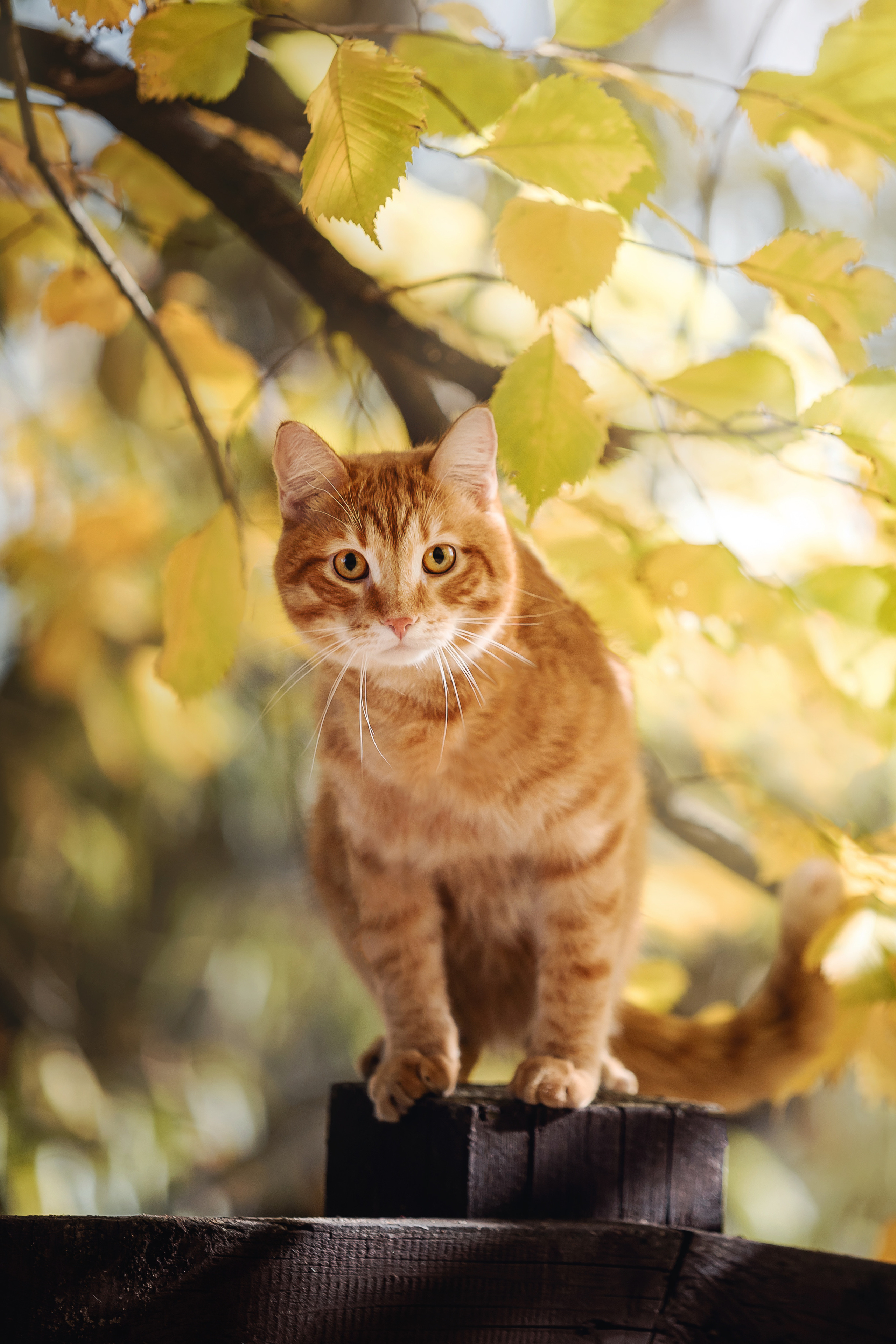 Фотосессия с собакой и котом. Ира, йорк Филя и кот Леброн